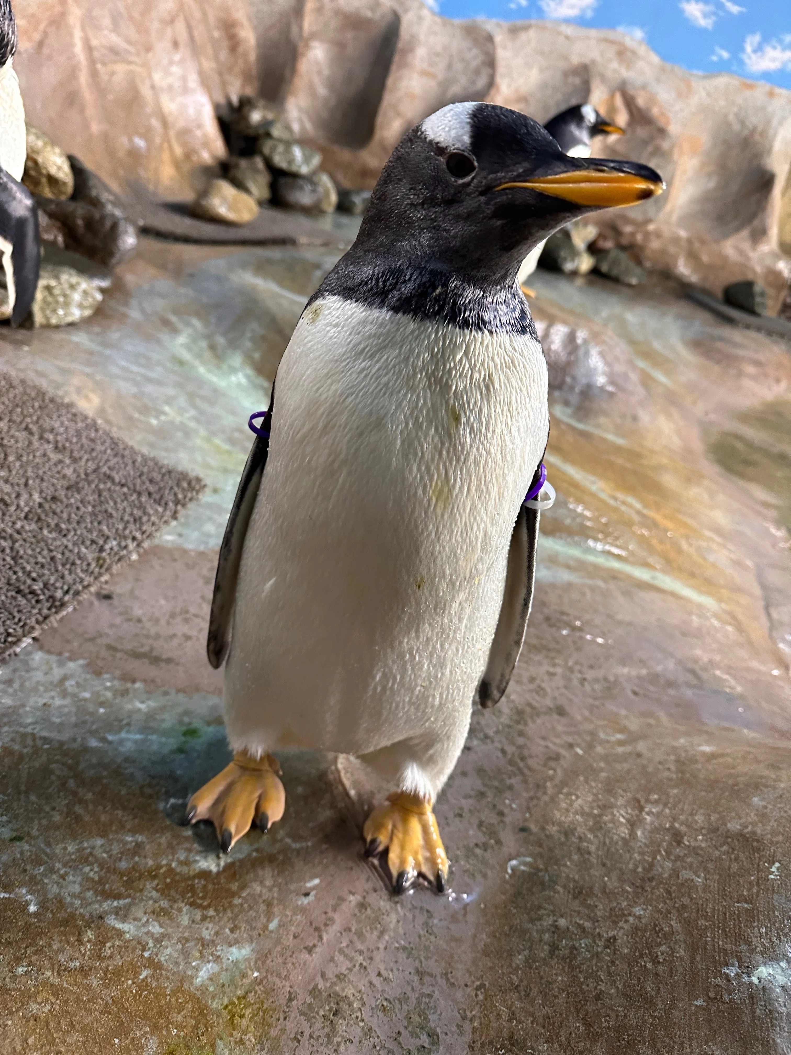ジェンツーペンギンの雛がプールデビューをしました！｜那須どうぶつ