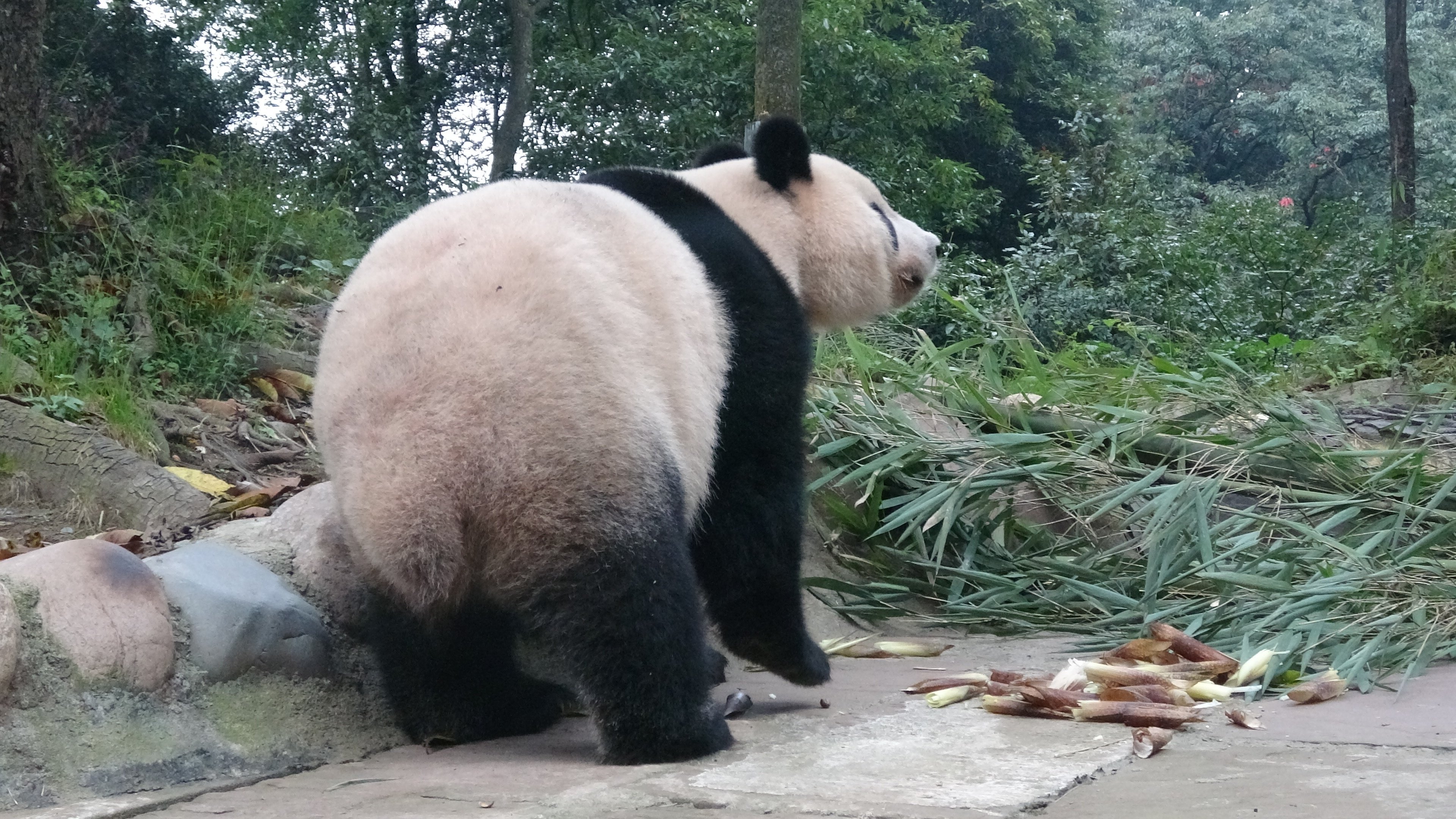 シャンシャンとの再会 雅安碧峰峡パンダ基地|Xiangmaru 大熊猫 シャンシャンとの再会 雅安碧峰峡パンダ基地|Xiangmaru 大熊猫
