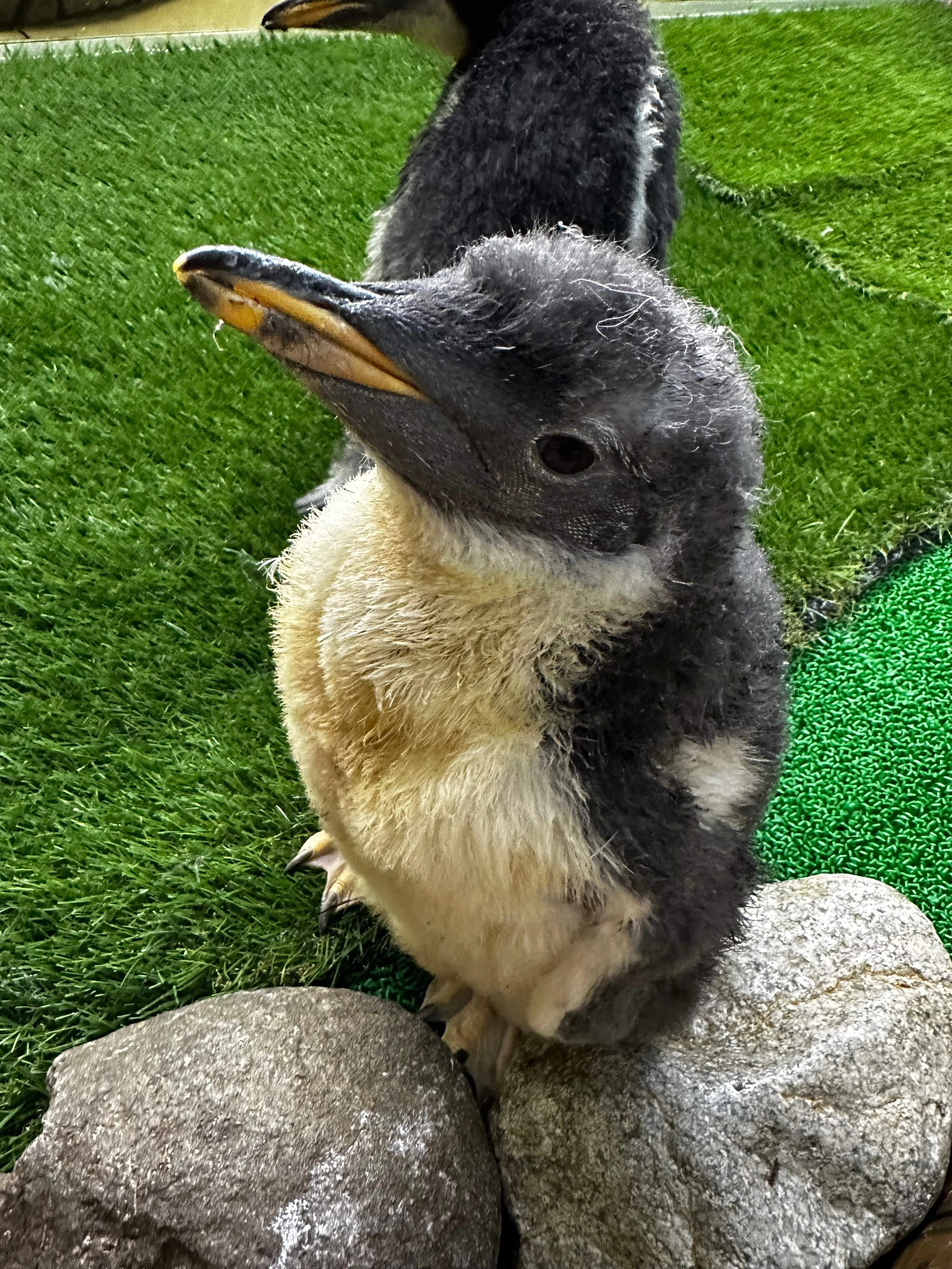 ジェンツーペンギンの雛がプールデビューをしました！｜那須どうぶつ