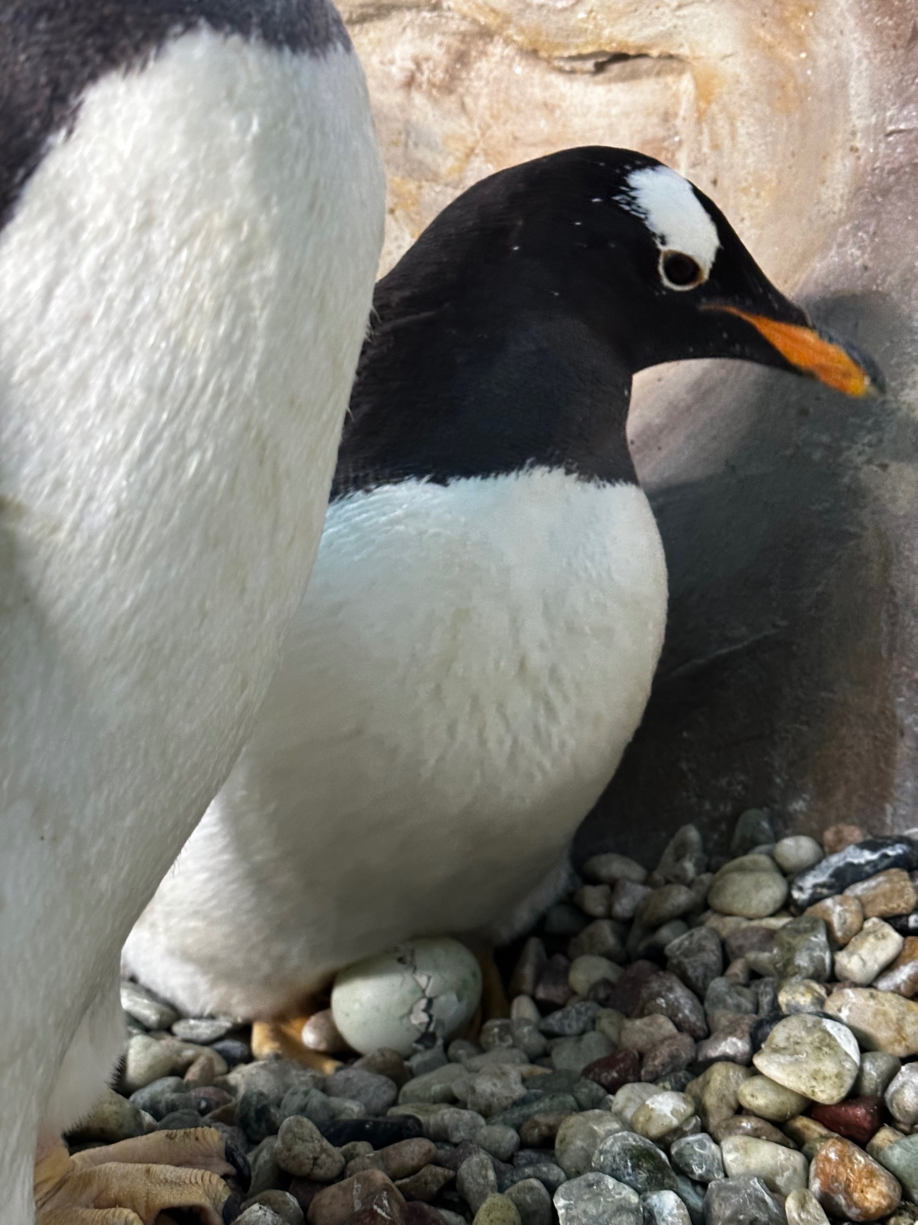 ジェンツーペンギンの雛がプールデビューをしました！｜那須どうぶつ