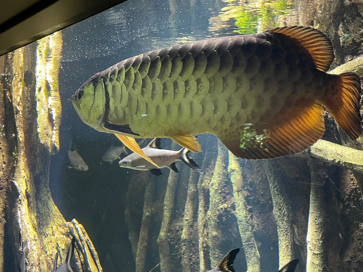 水族館をもっと楽しく!たのしい生物図鑑【古代魚編(2/2)】|新代 優(にいしろ ゆう)