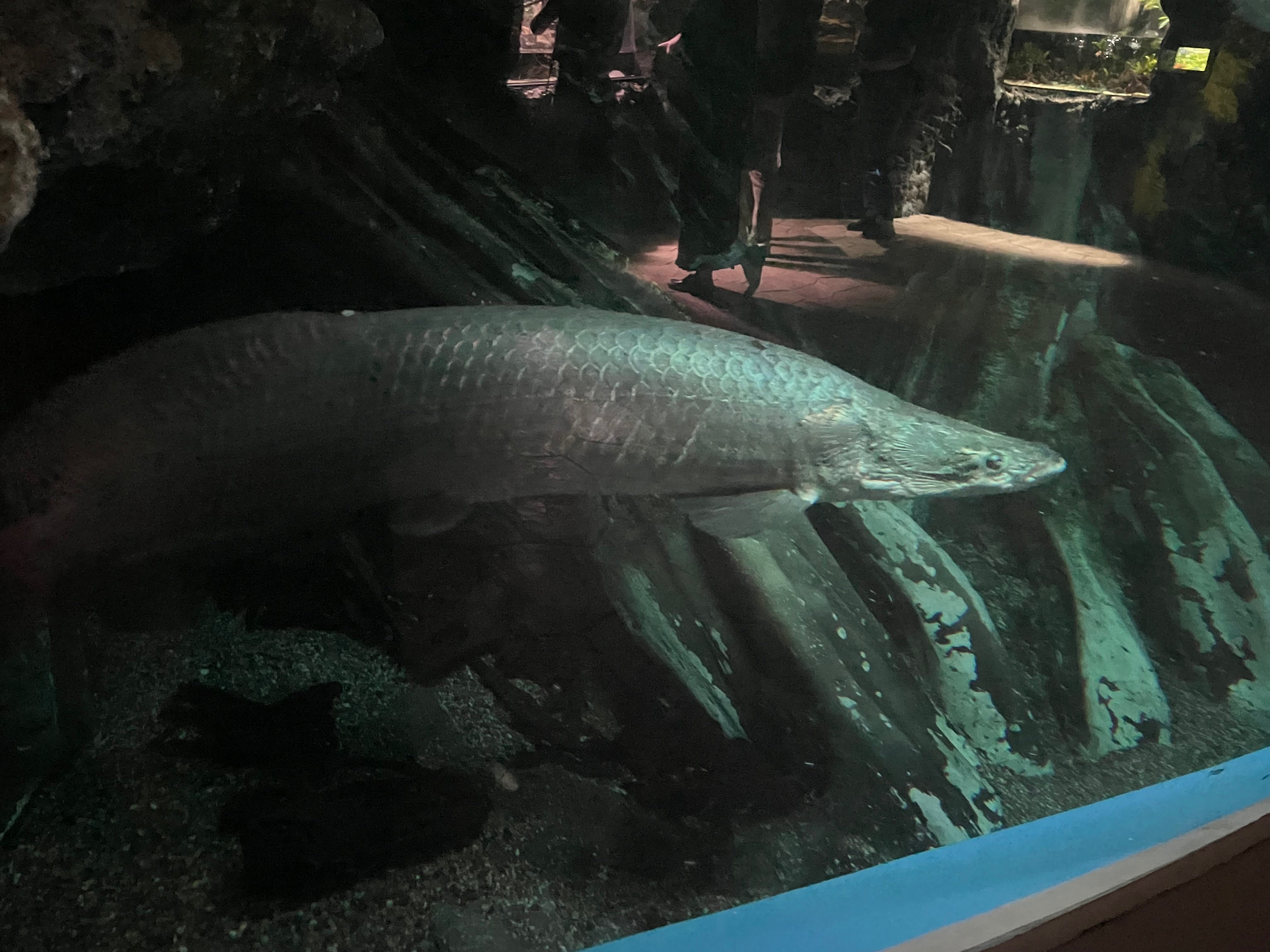 水族館をもっと楽しく！たのしい生物図鑑【古代魚編(2/2)】｜新代 優