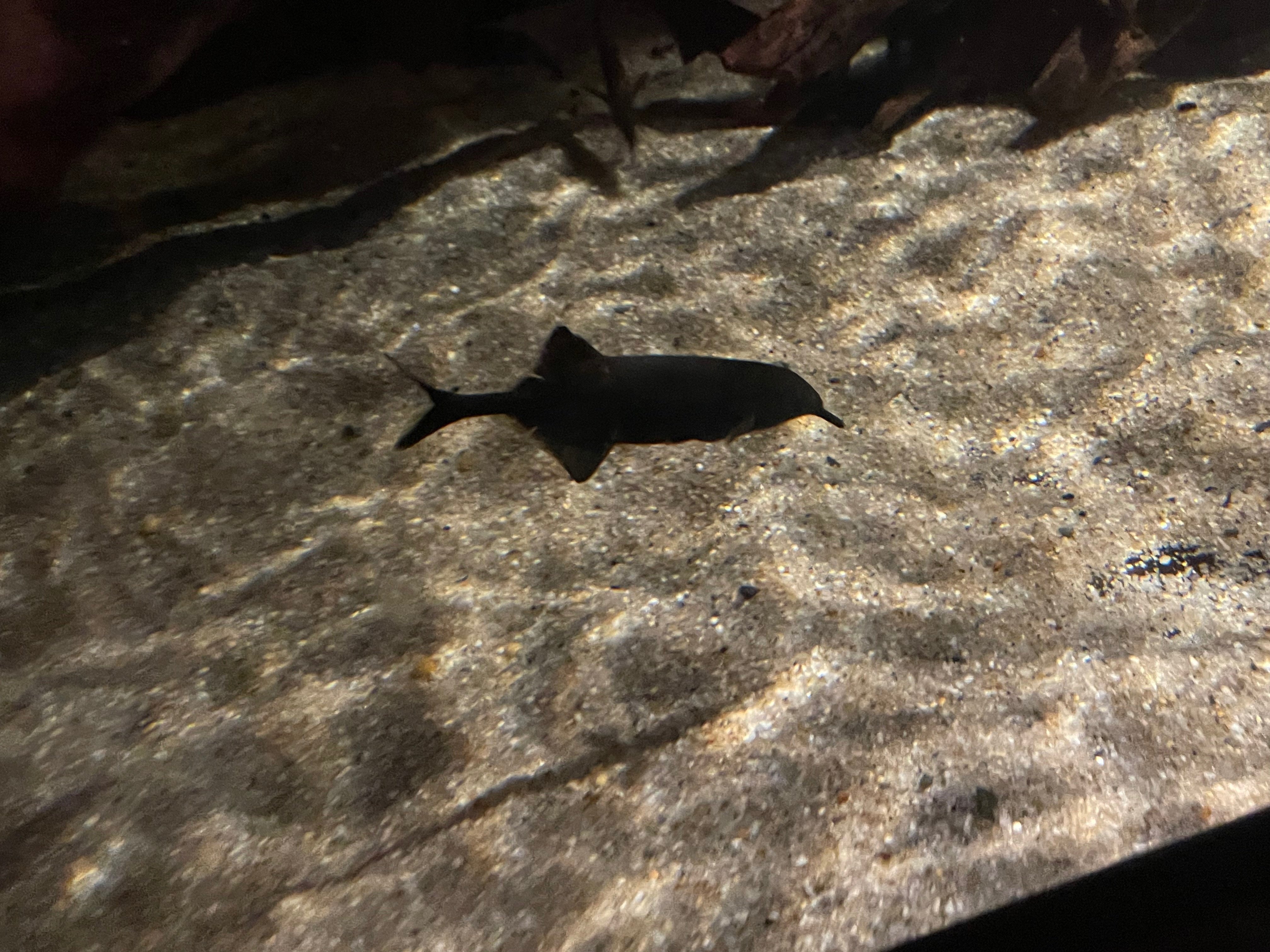 水族館をもっと楽しく！たのしい生物図鑑【古代魚編(2/2