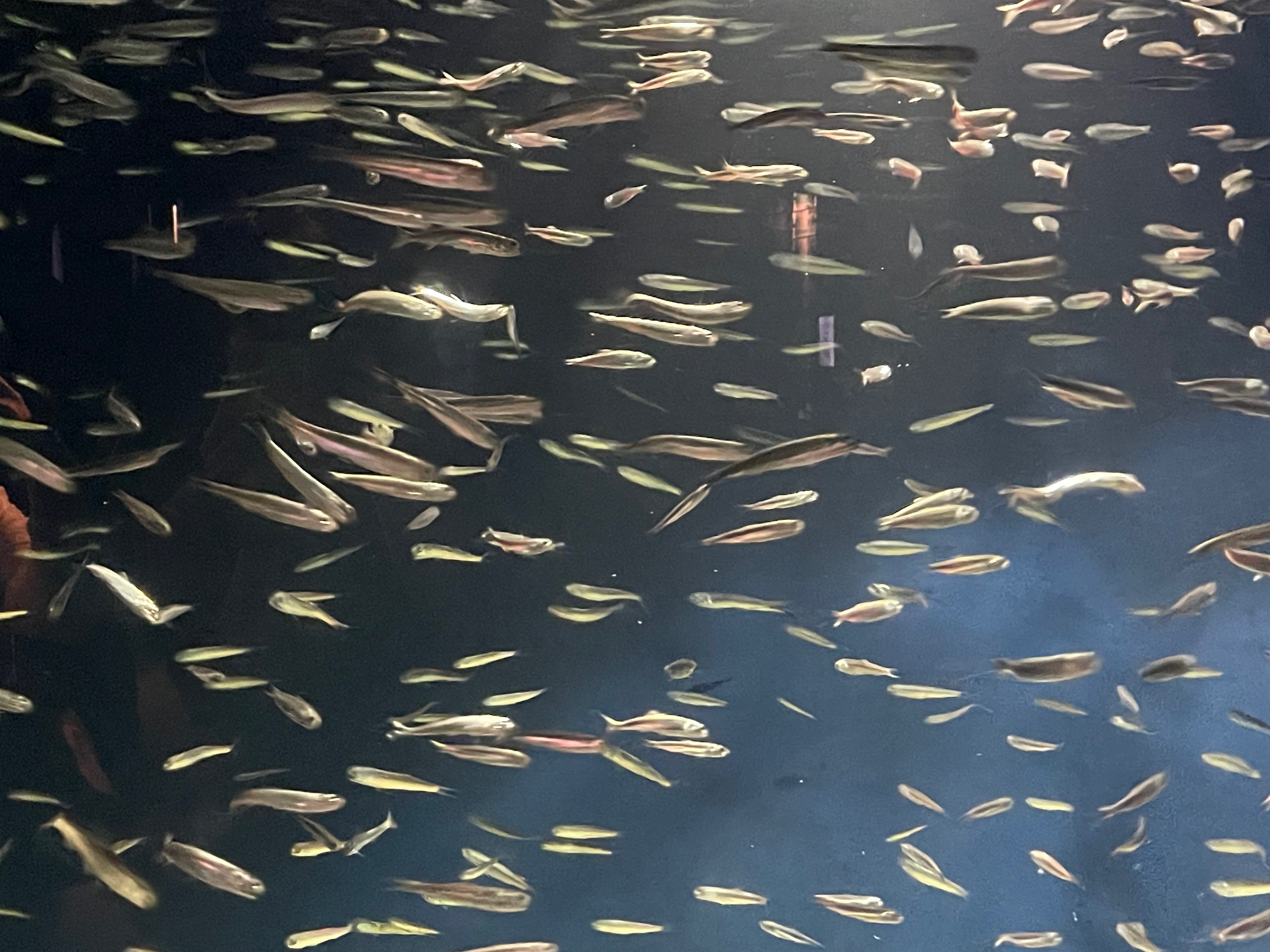 水族館をもっと楽しく！たのしい生物図鑑【古代魚編(2/2