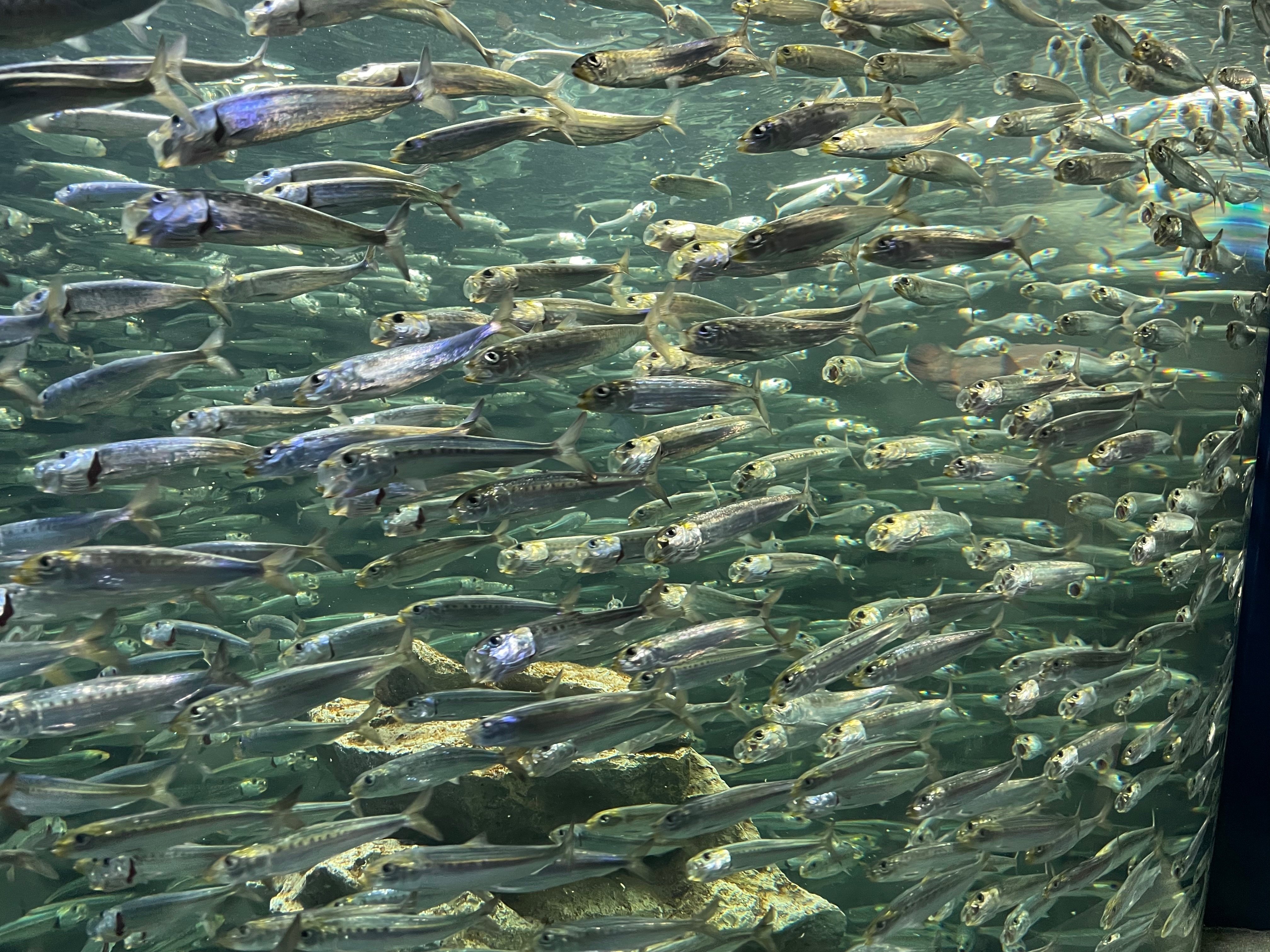 水族館をもっと楽しく！たのしい生物図鑑【古代魚編(2/2