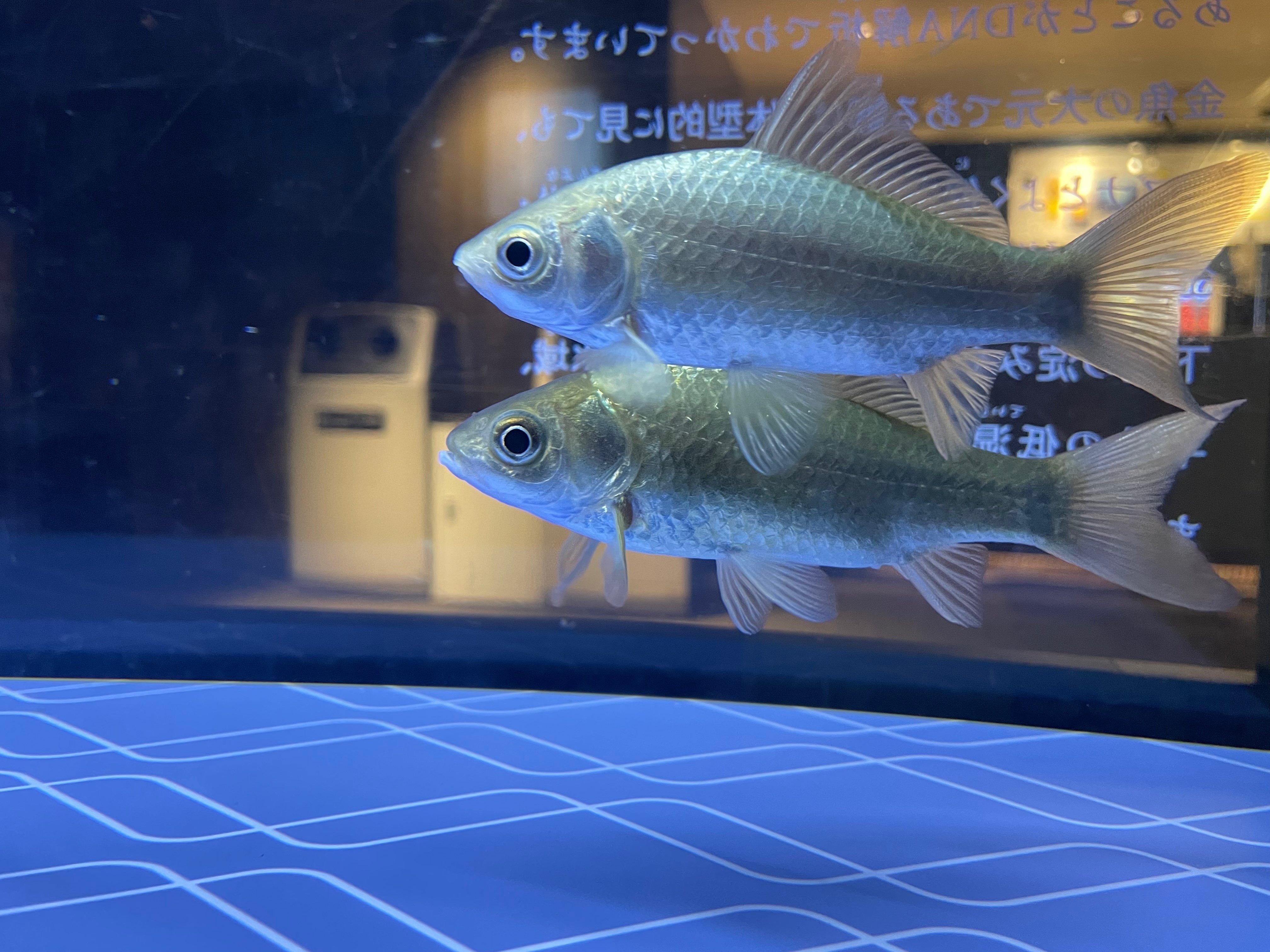 水族館をもっと楽しく！たのしい生物図鑑【古代魚編(2/2