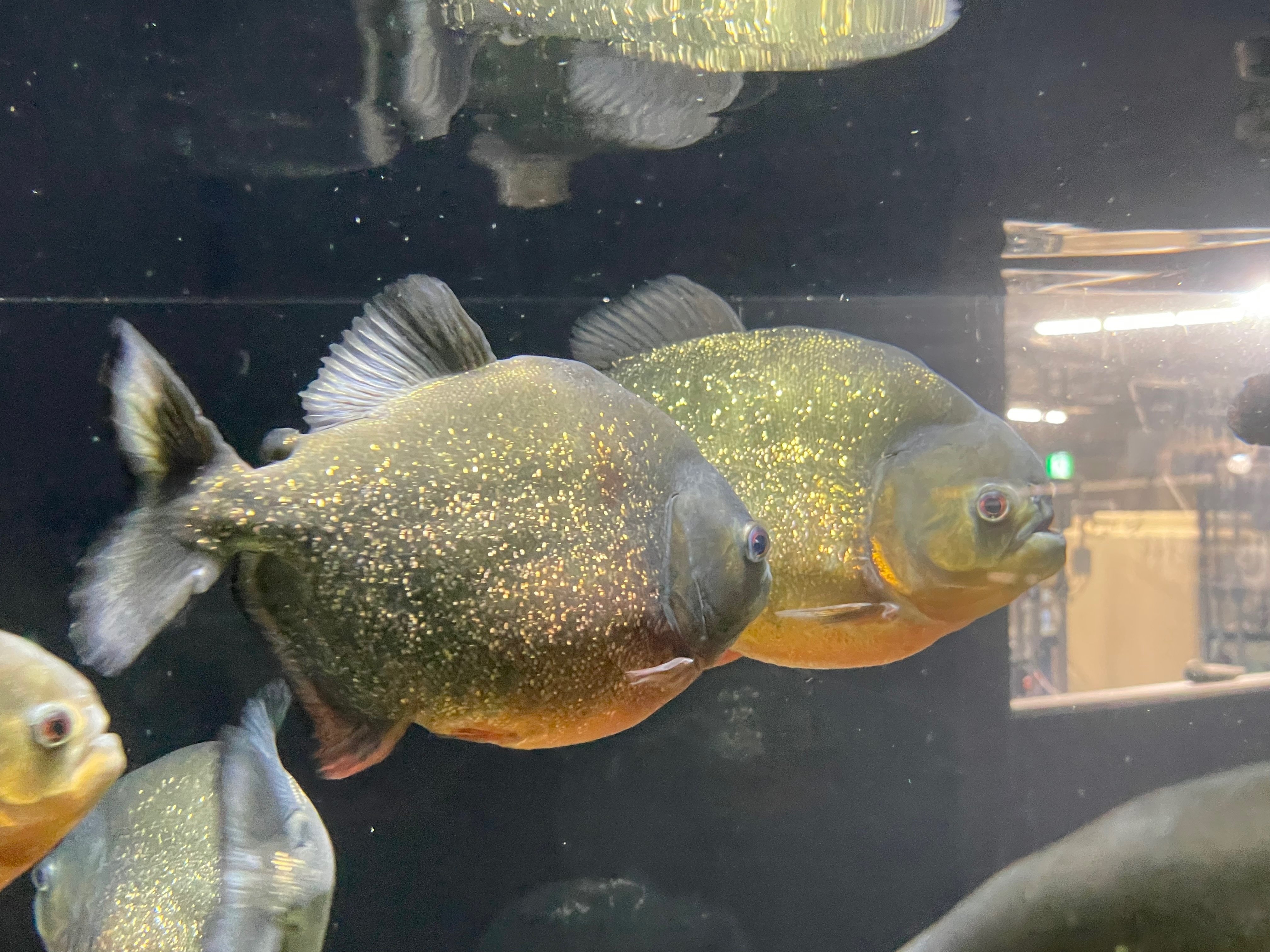 水族館をもっと楽しく！たのしい生物図鑑【古代魚編(2/2
