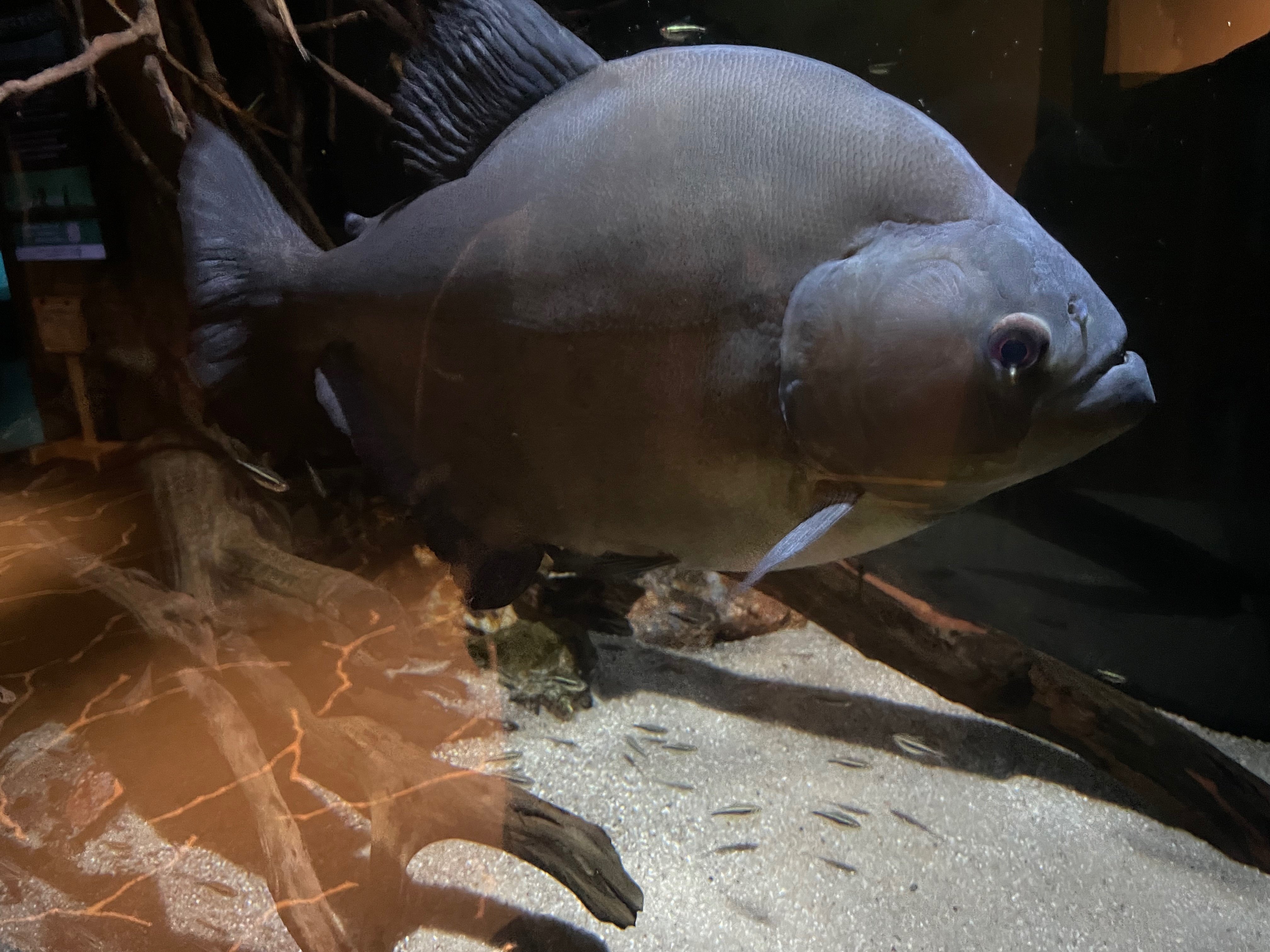 水族館をもっと楽しく！たのしい生物図鑑【古代魚編(2/2