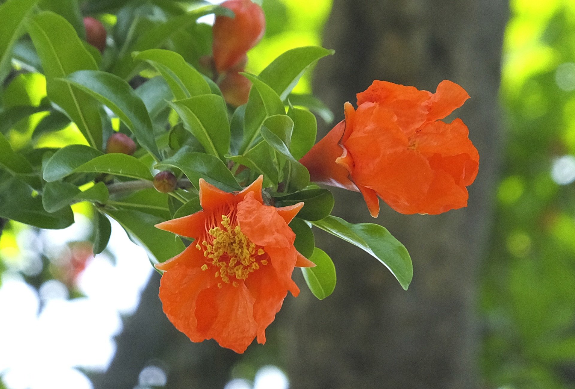 柘榴｜鈴木咲子/ Sakiko Suzuki