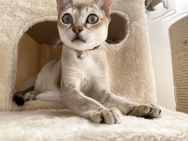 ネコ出品 d｜ネコカップ【無限ネコ製造機】 | KONCENT Web shop｜アッシュ