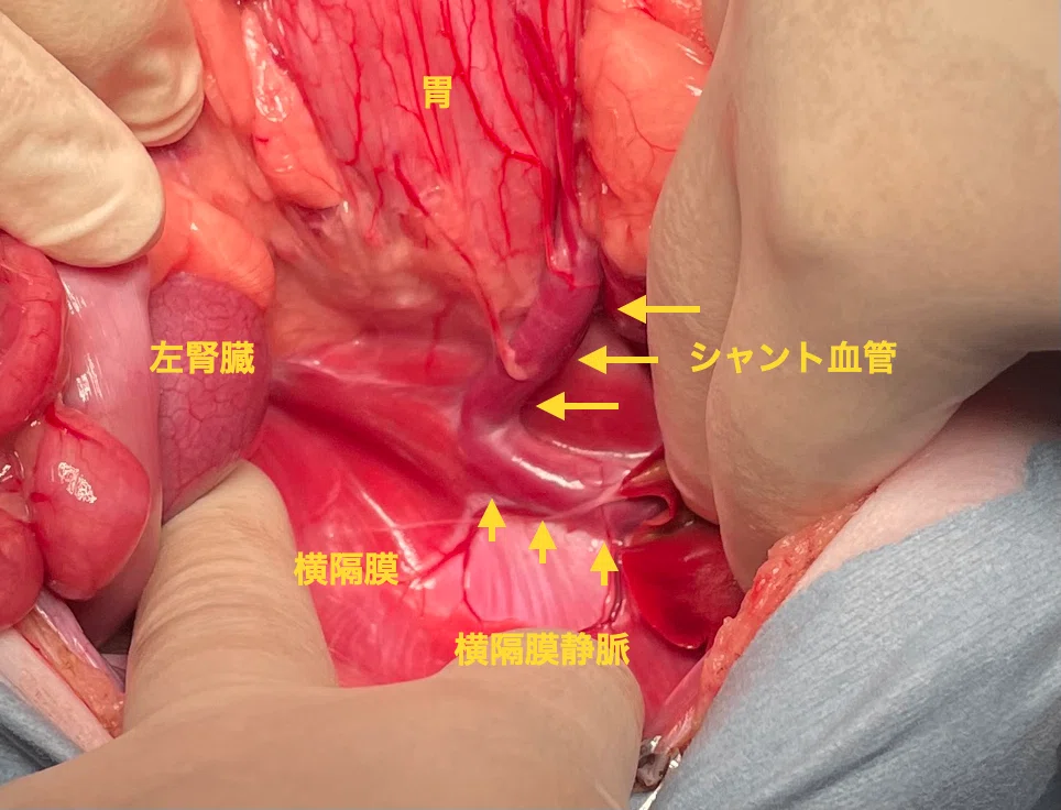 手術note17 門脈体循環シャント｜QUARC動物病院