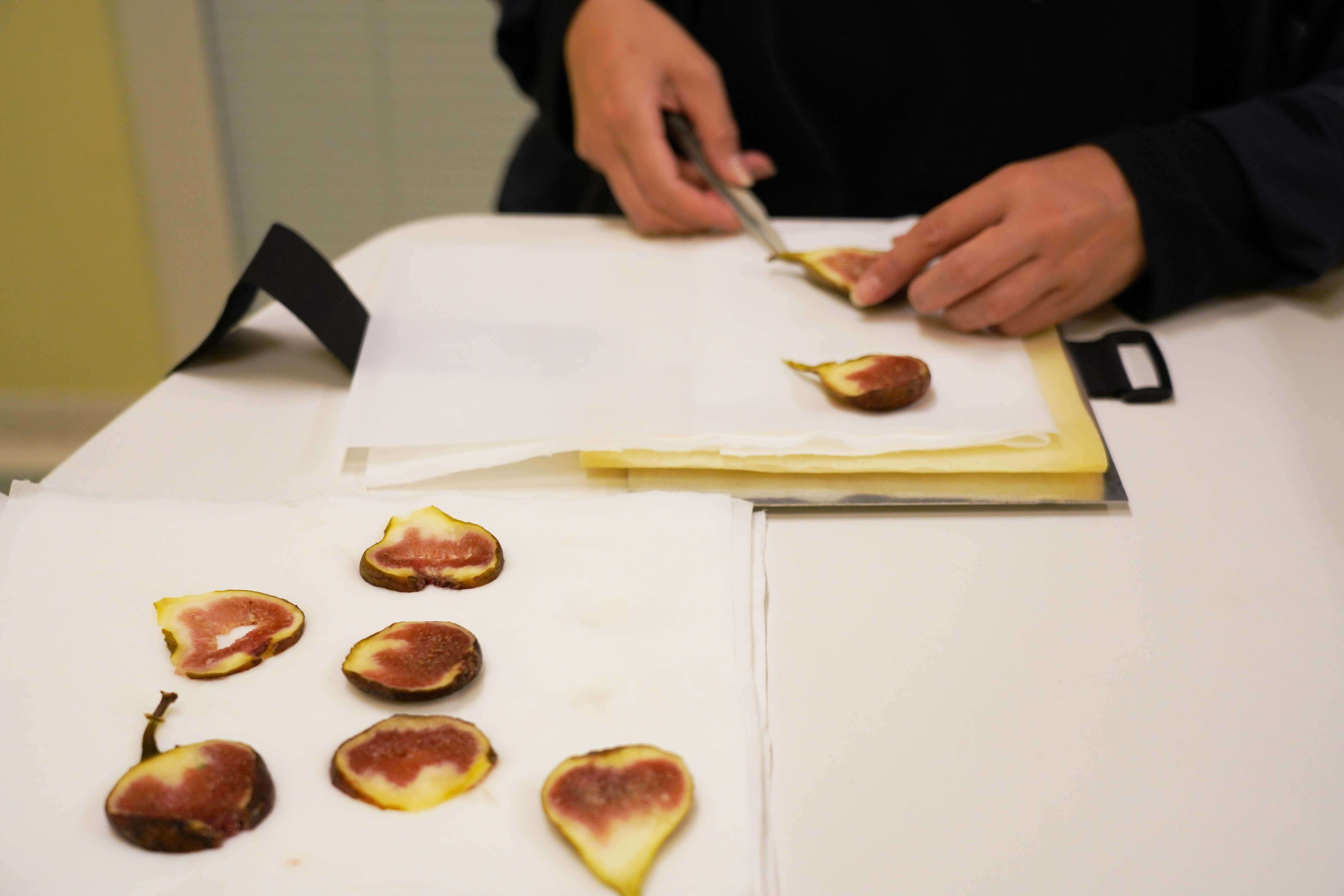 前編】芸術の秋だから、イチジクを押し花にしてみた【kannax Lab