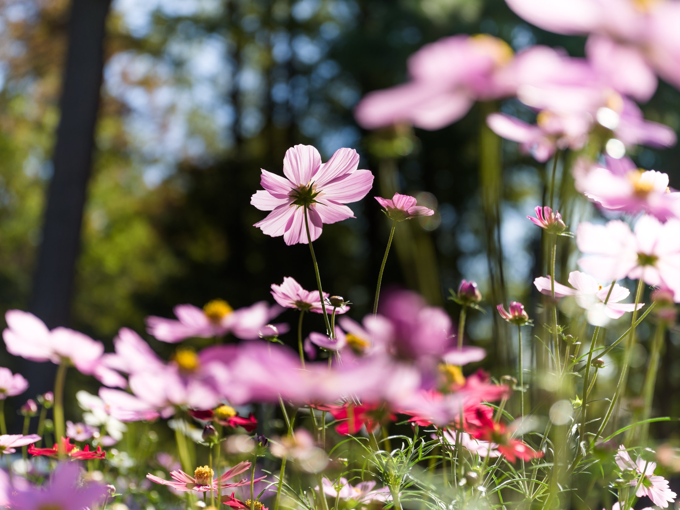 コスモス…HASSELBLAD X2D 100C + XCD35-75mmF3.5-4.5｜YUTA録