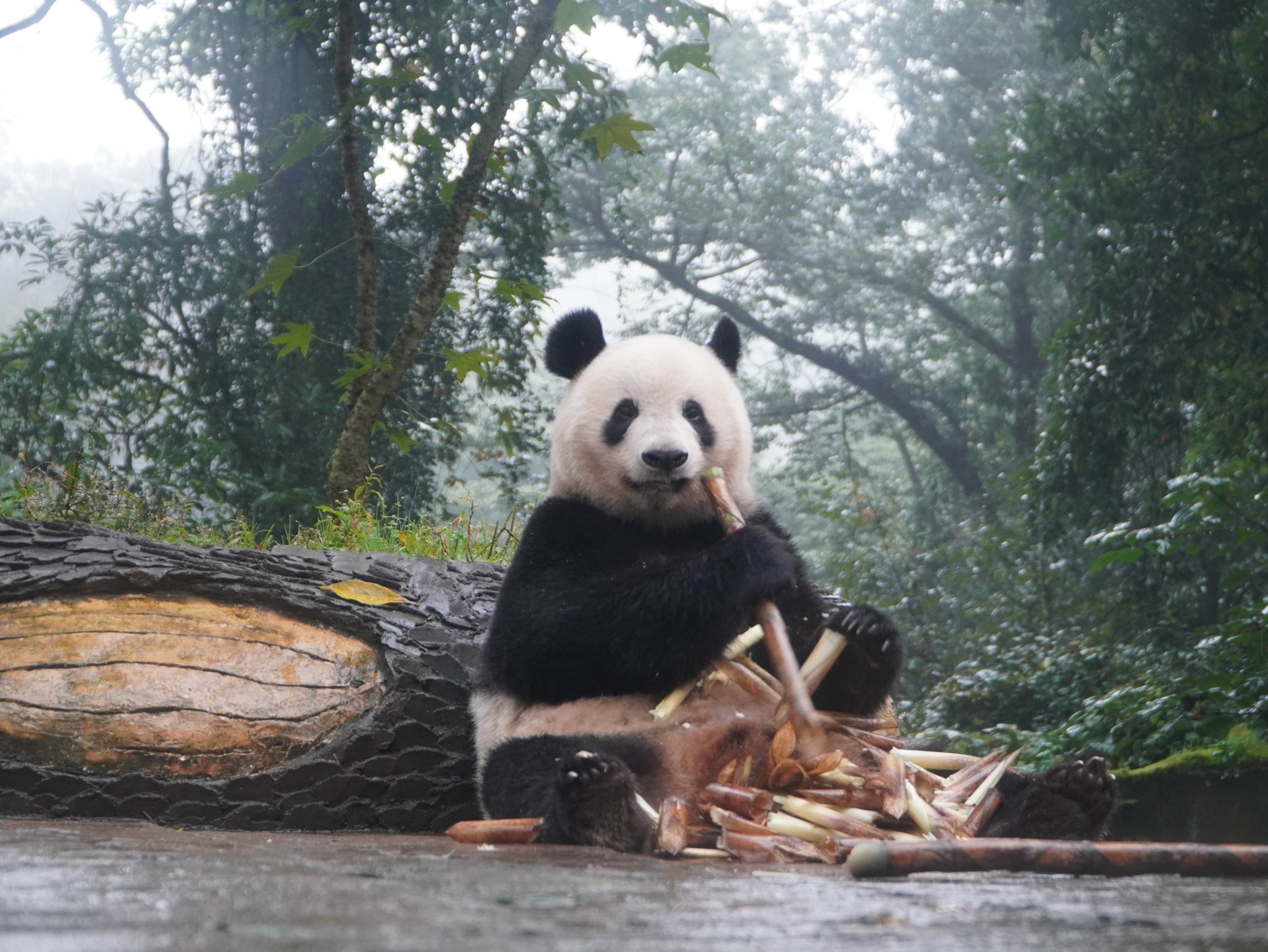 シャンシャンへの道のり（基地編）｜Xiangmaru 大熊猫香香丸