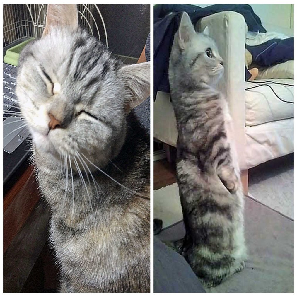 HAPPYの秘訣】マンチカンに支えられた人生｜株式会社mediba