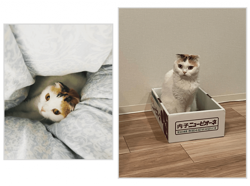 猫が布団に埋まっている写真と段ボール箱に入っている写真