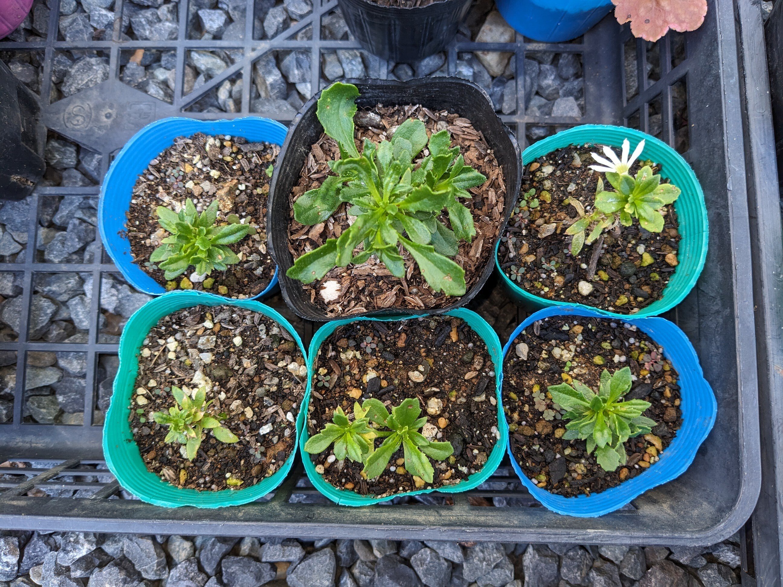 サンク・エール 挿し芽｜39's green note