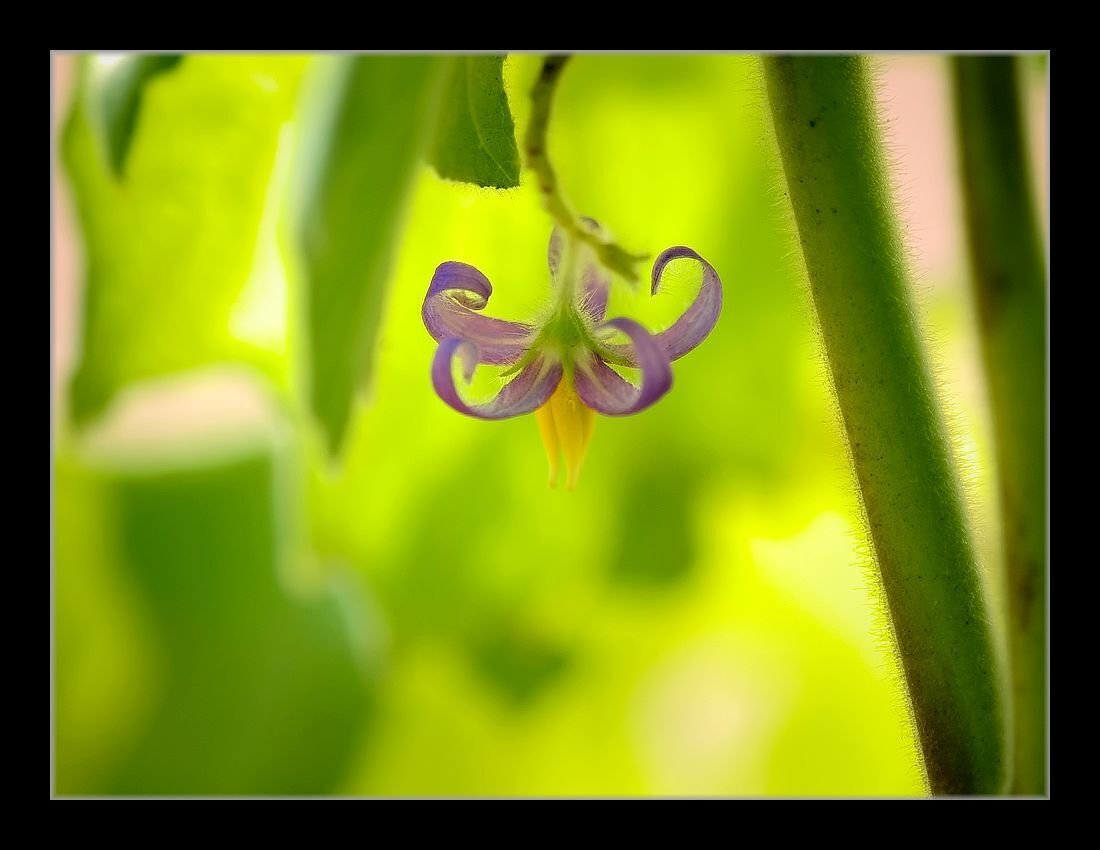 カナリアナスの花｜isyota