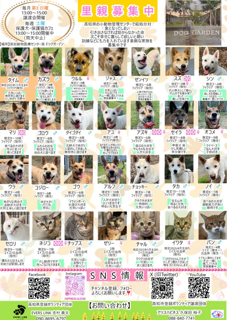 EVERS LINKさんの里親募集情報｜にゃんわん通信