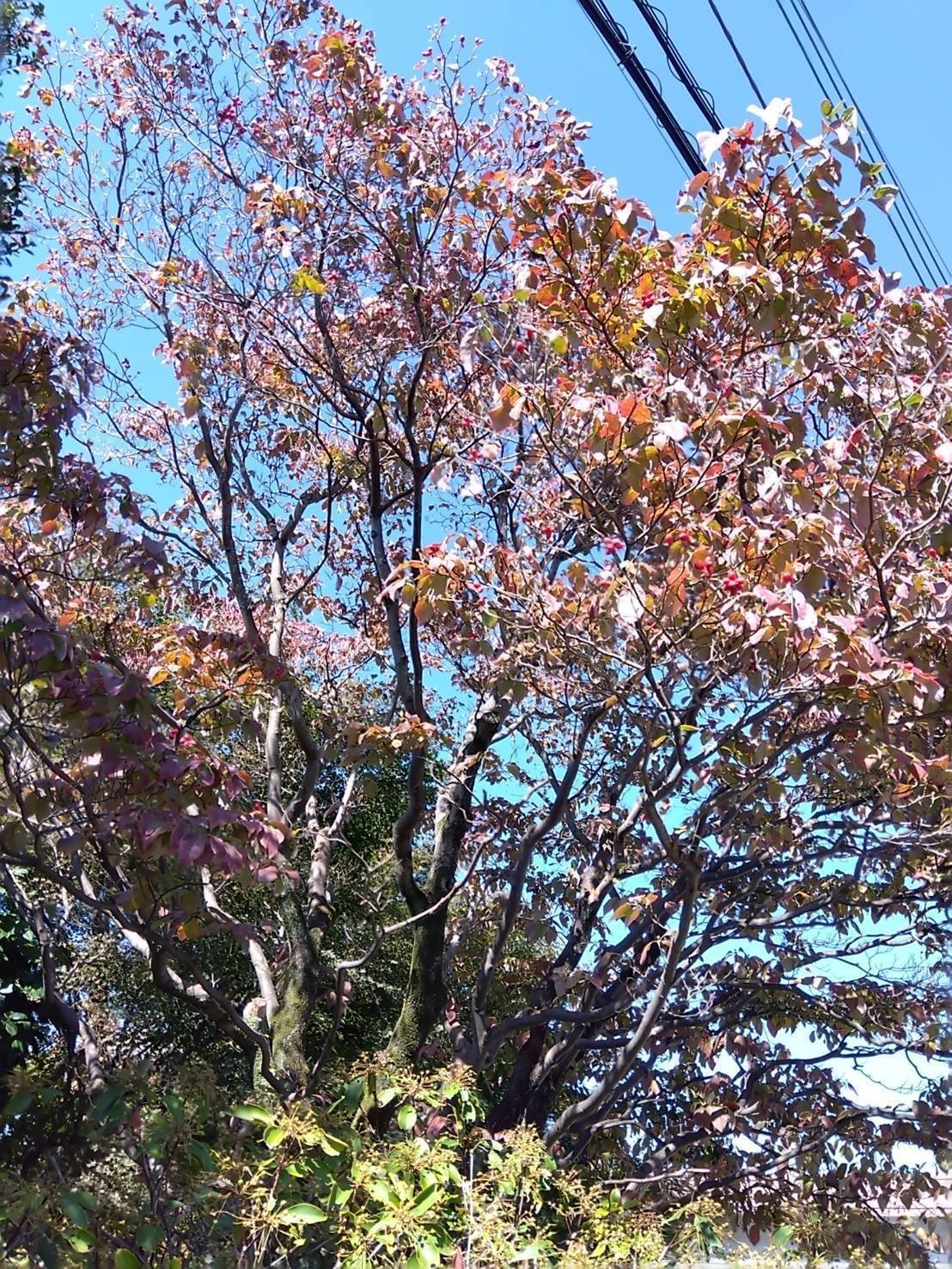 柊の花咲きけりと妻に告ぐ｜鳴沢 湧