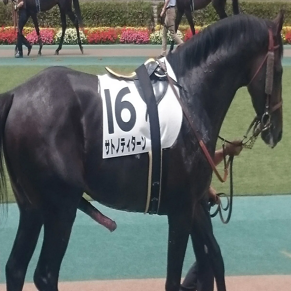 競馬はなぜ面白いのか? (毎日日記を書く ～86日目～)｜4円玉
