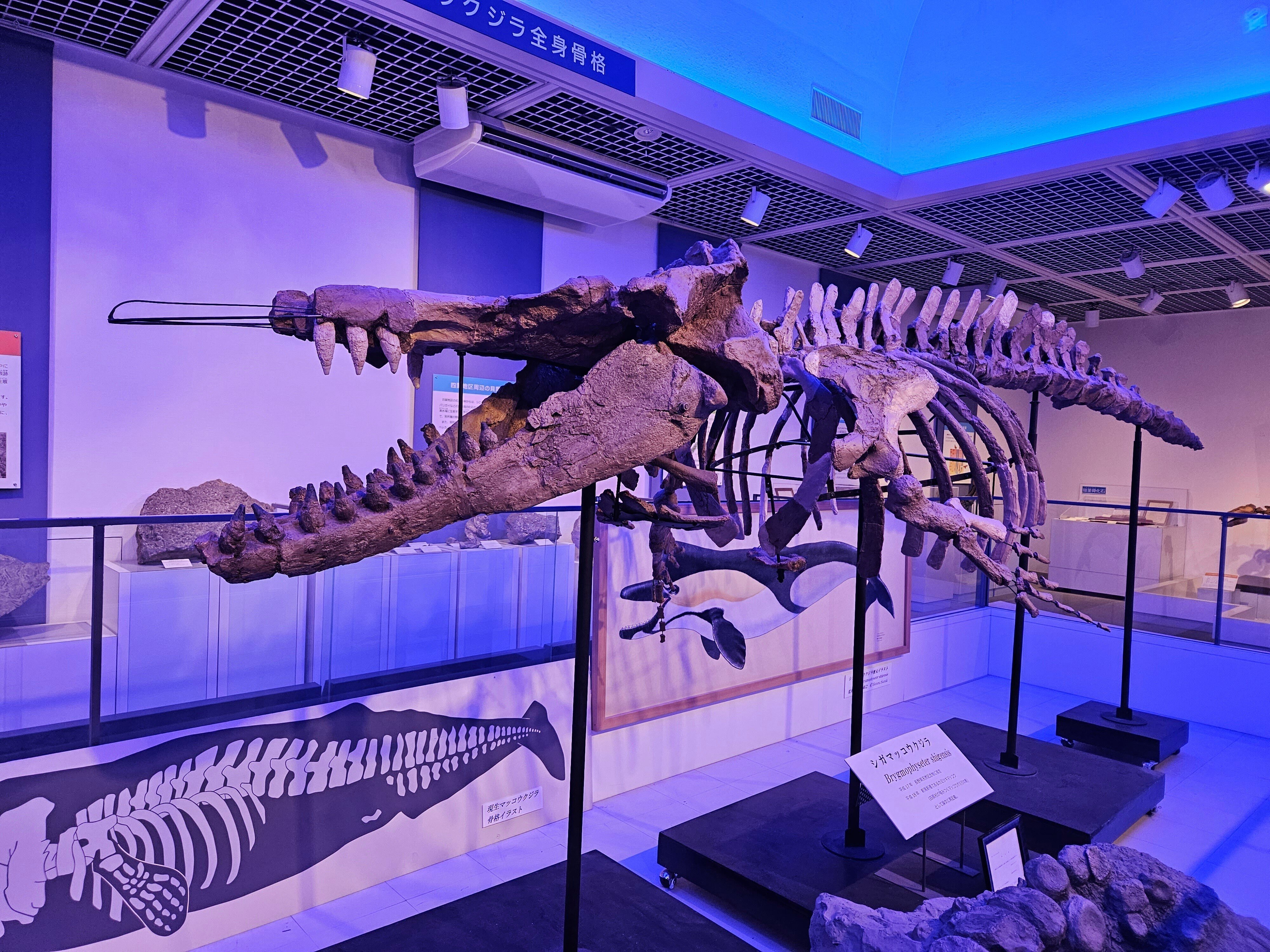 The Lost Universe 古代の巨鯨たち④古代ハクジラ｜美原さつき