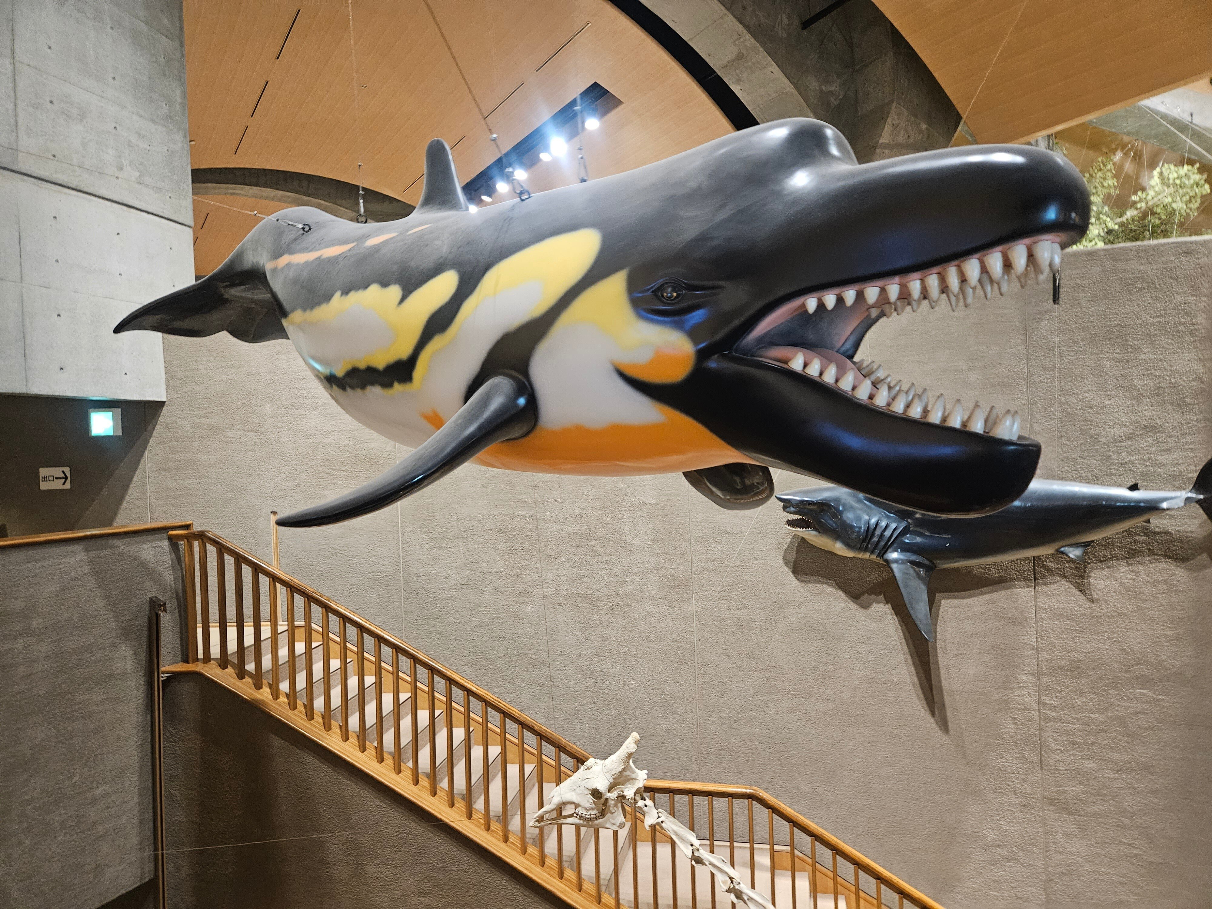 沖縄県産 哺乳類の歯化石 沖縄県産 哺乳類の歯化石