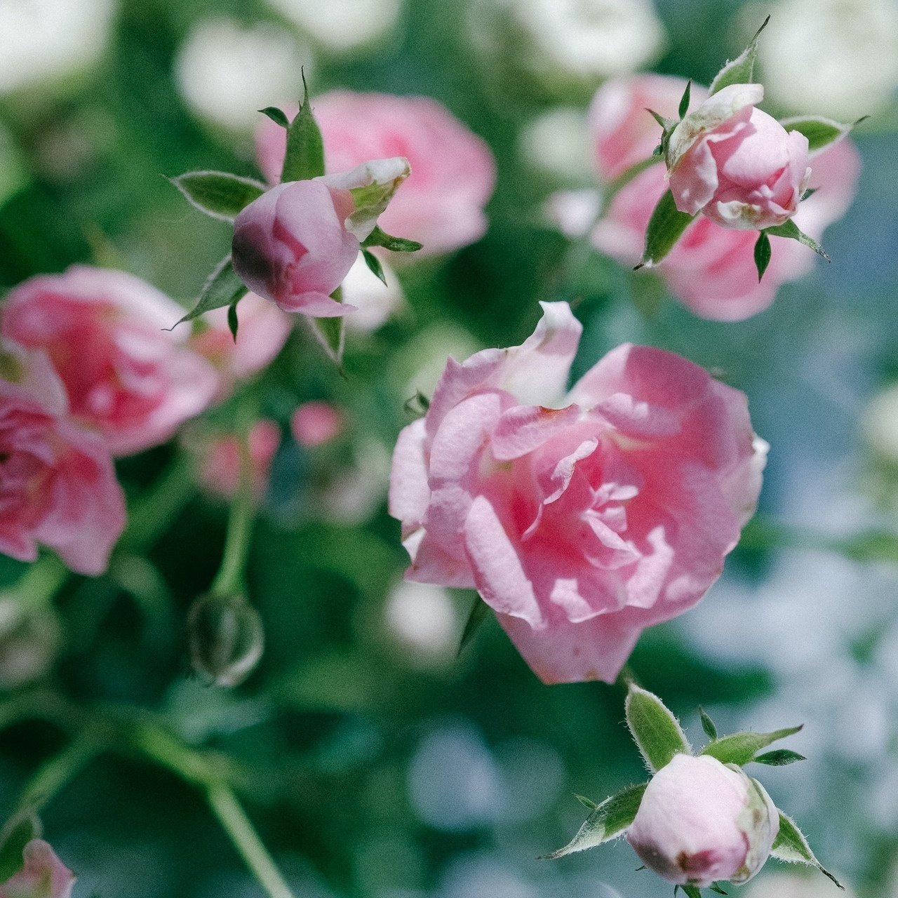 世界最小のバラ「リトルウッズ」｜FLOWER