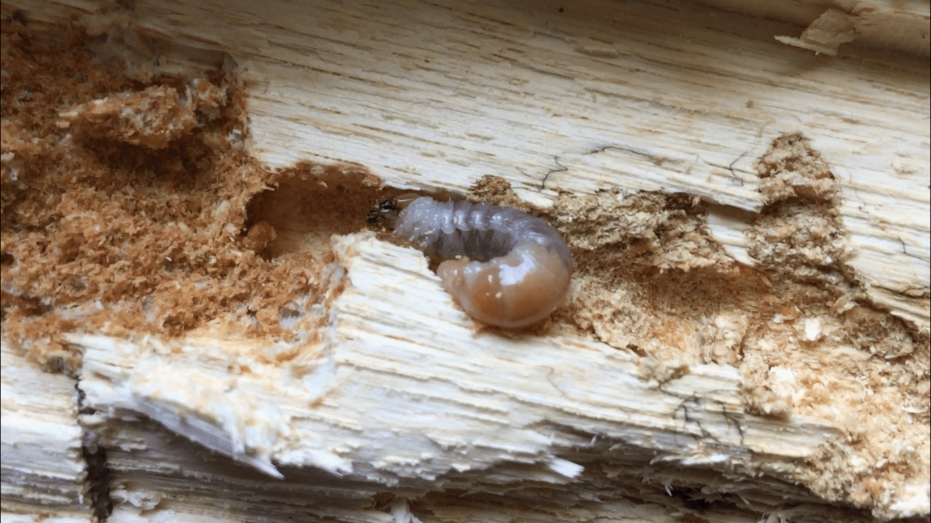 京都市産ワイルド・オオクワガタ採集行 - Oct 24, 23.（テキスト