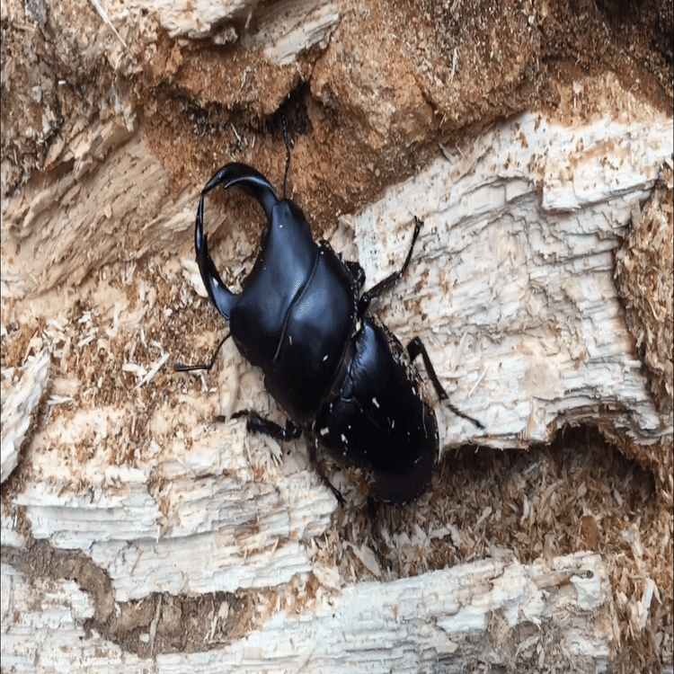 京都市産ワイルド・オオクワガタ採集行 - Oct 24, 23.（テキスト版