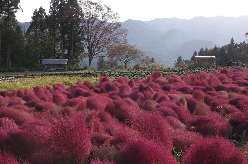 群馬コキアの名所「伊賀野の花畑」