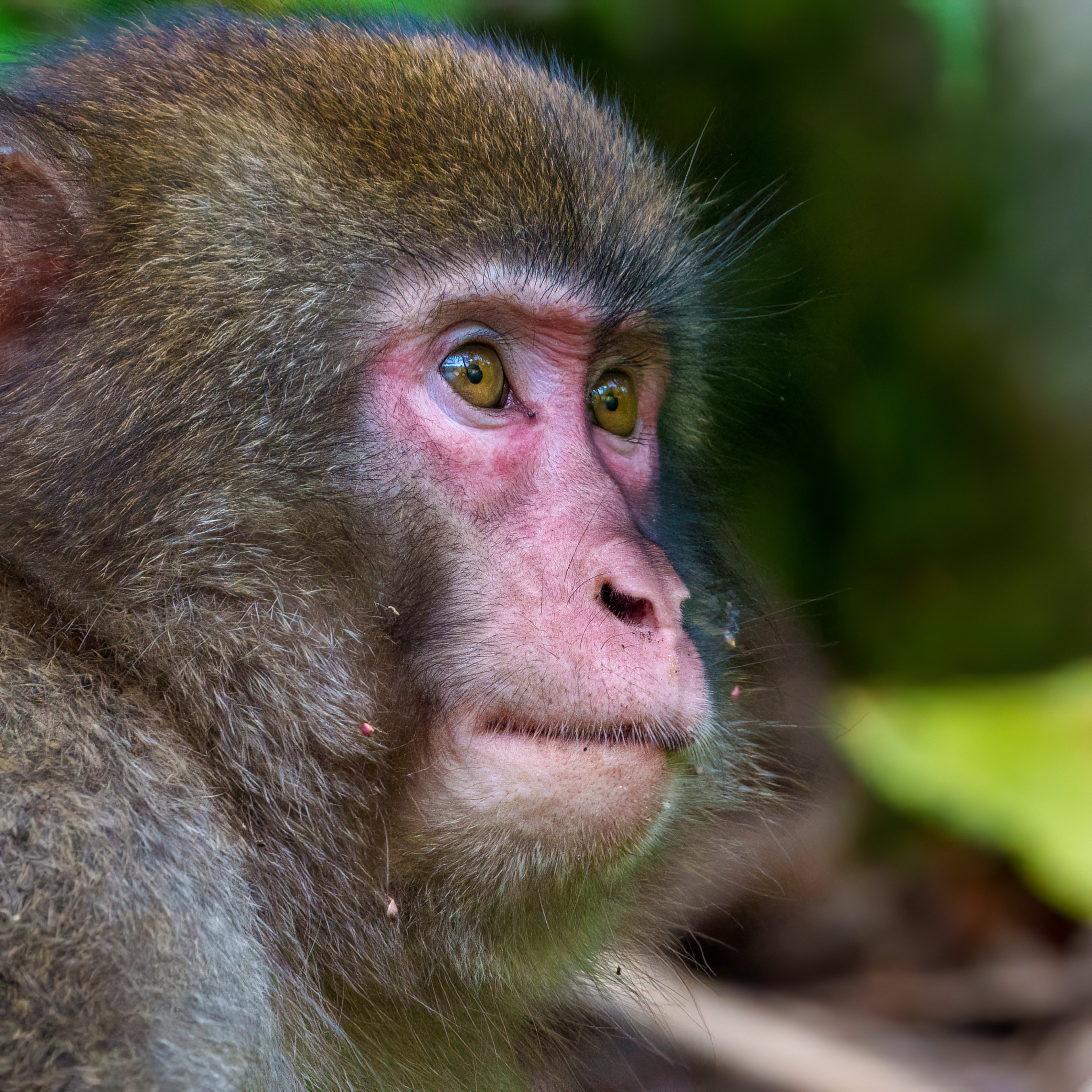 猿が多かった(#1201)｜RURI