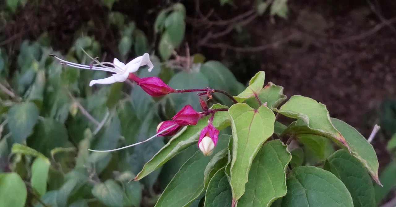 photoalbum クサギの花|familyd110