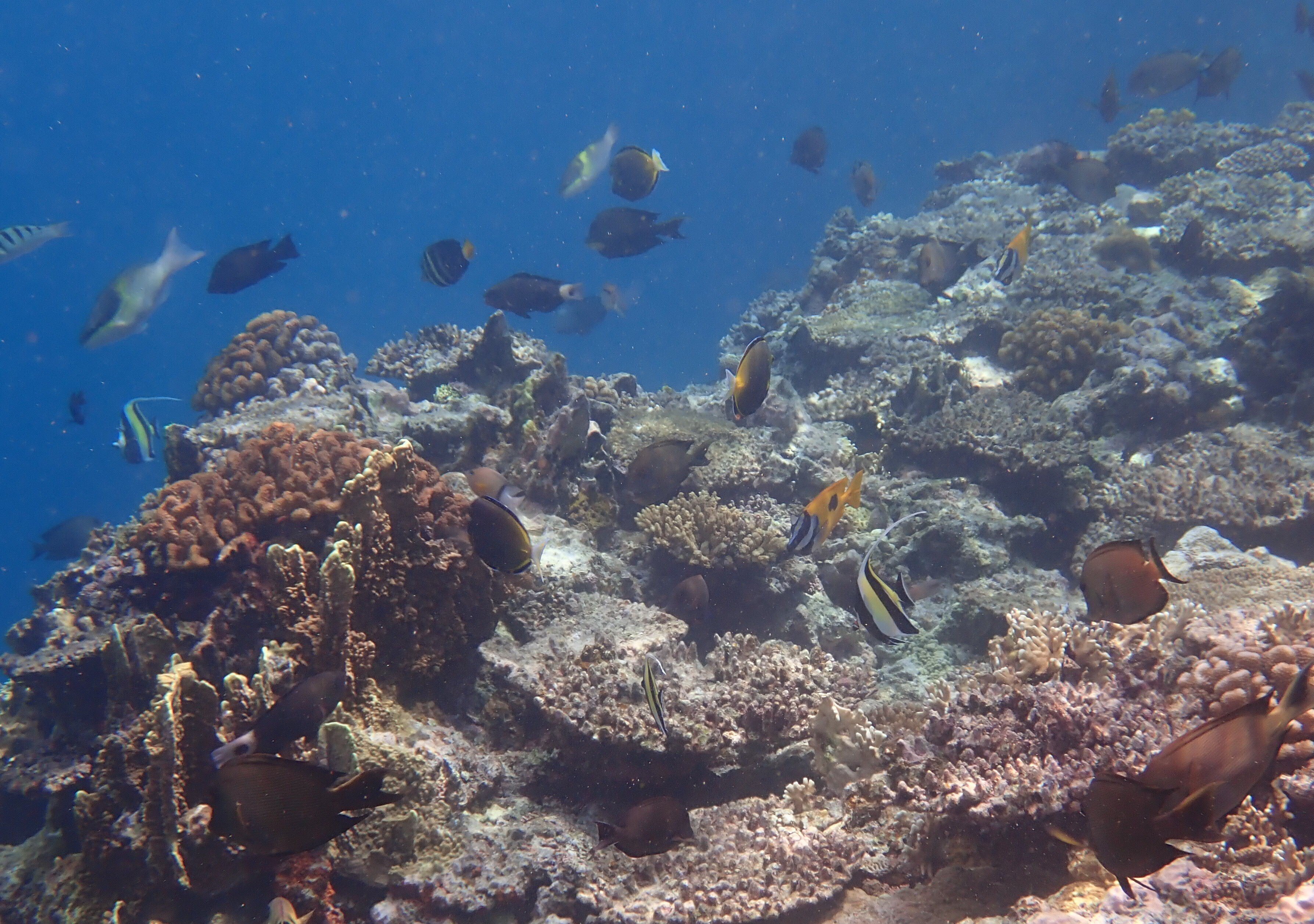 いろんな黄色いお魚たち！その3｜西表島のうみ・いきもの etc.#26