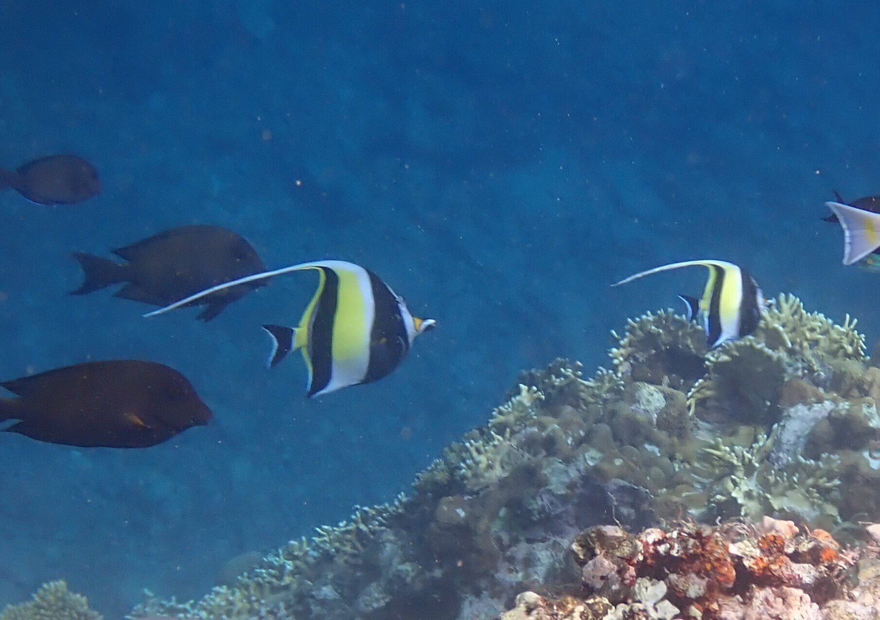 いろんな黄色いお魚たち！その3｜西表島のうみ・いきもの etc.#26