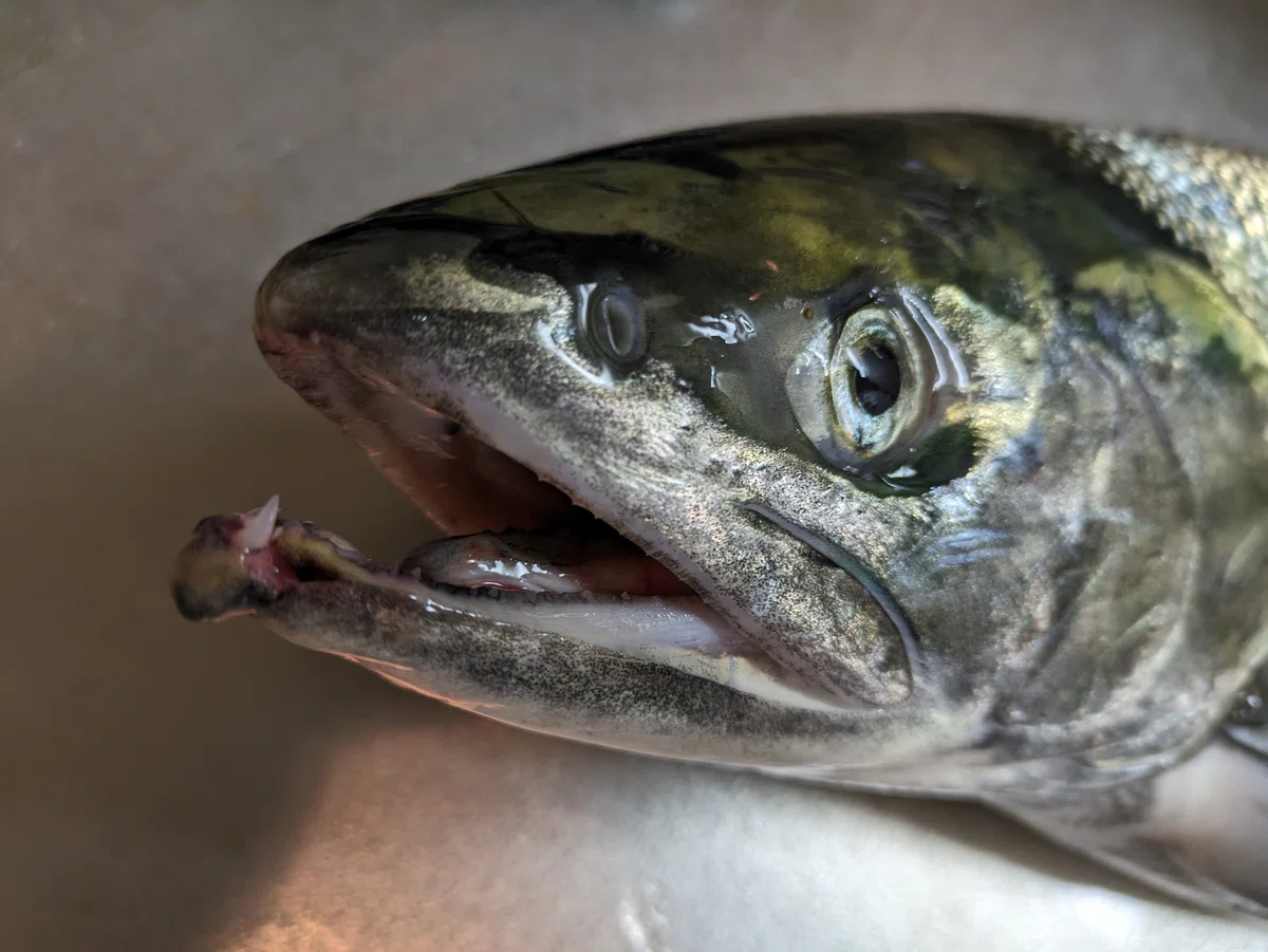 北の大地、北海道の秋のサケ釣り 最終日を迎えるが、ついに幻のビッグサーモンが釣れる！？贅沢なサケ料理を楽しむ。｜龍キング（釣り）