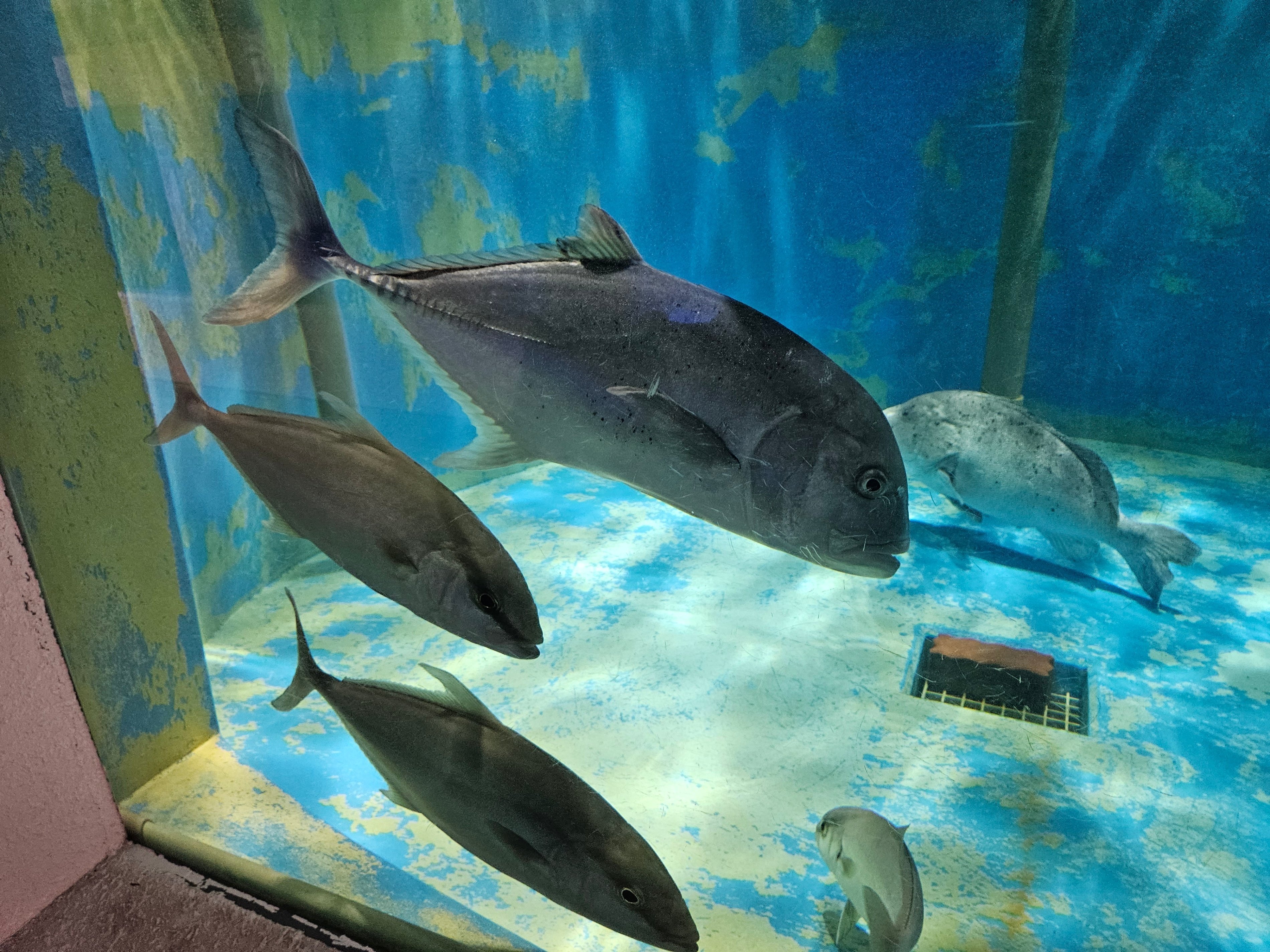 全国水族館の旅【4】小笠原水産センター小さな水族館|美原さつき 全国水族館の旅【4】小笠原水産センター小さな水族館|美原さつき