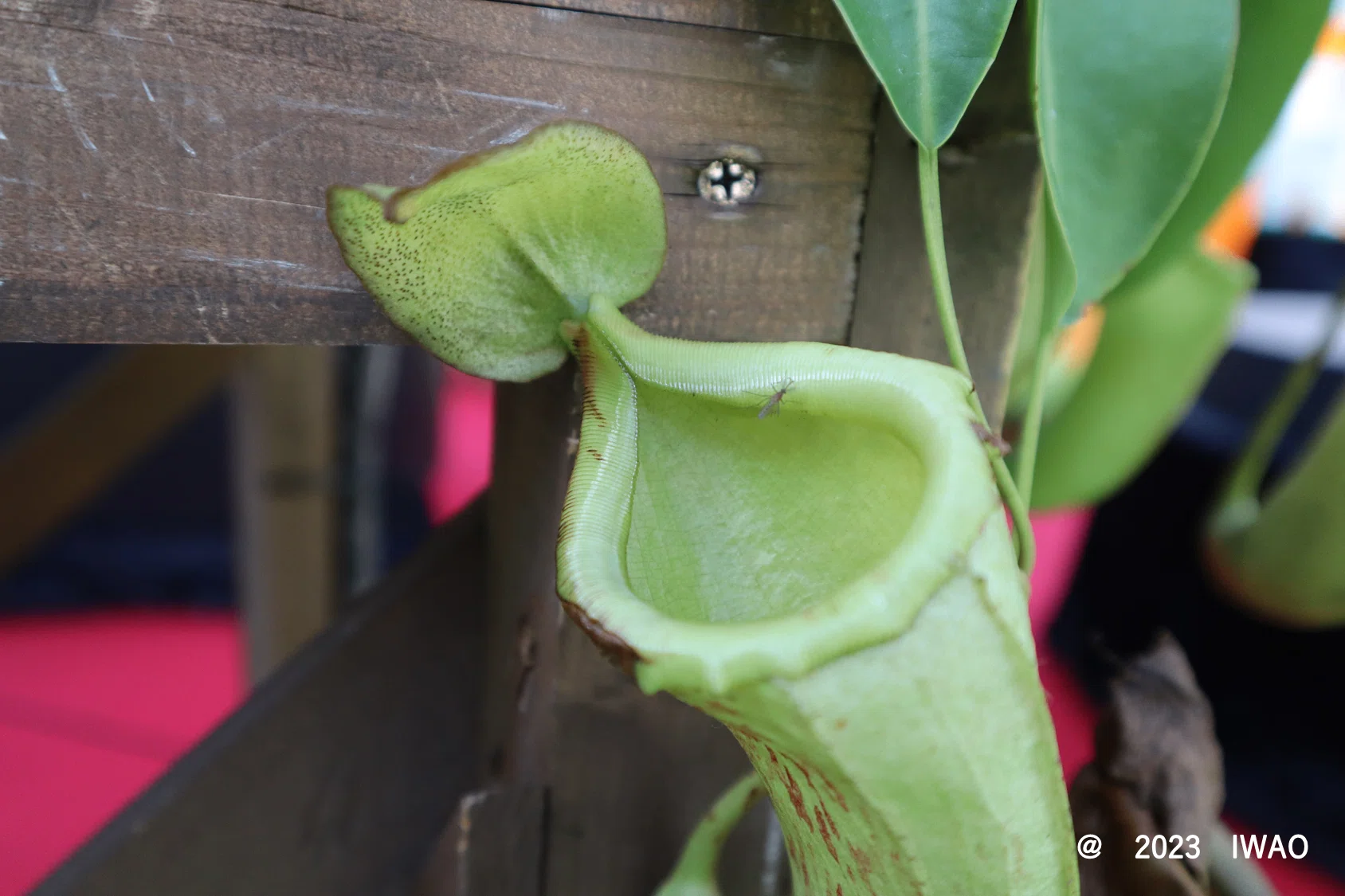 咲くやこの花館－虫を食べる植物展2023－(2023/8/5)｜IWAO 博物館巡り
