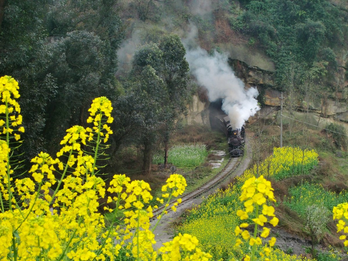 トンネルから出てくる蒸気機関車と菜の花畑