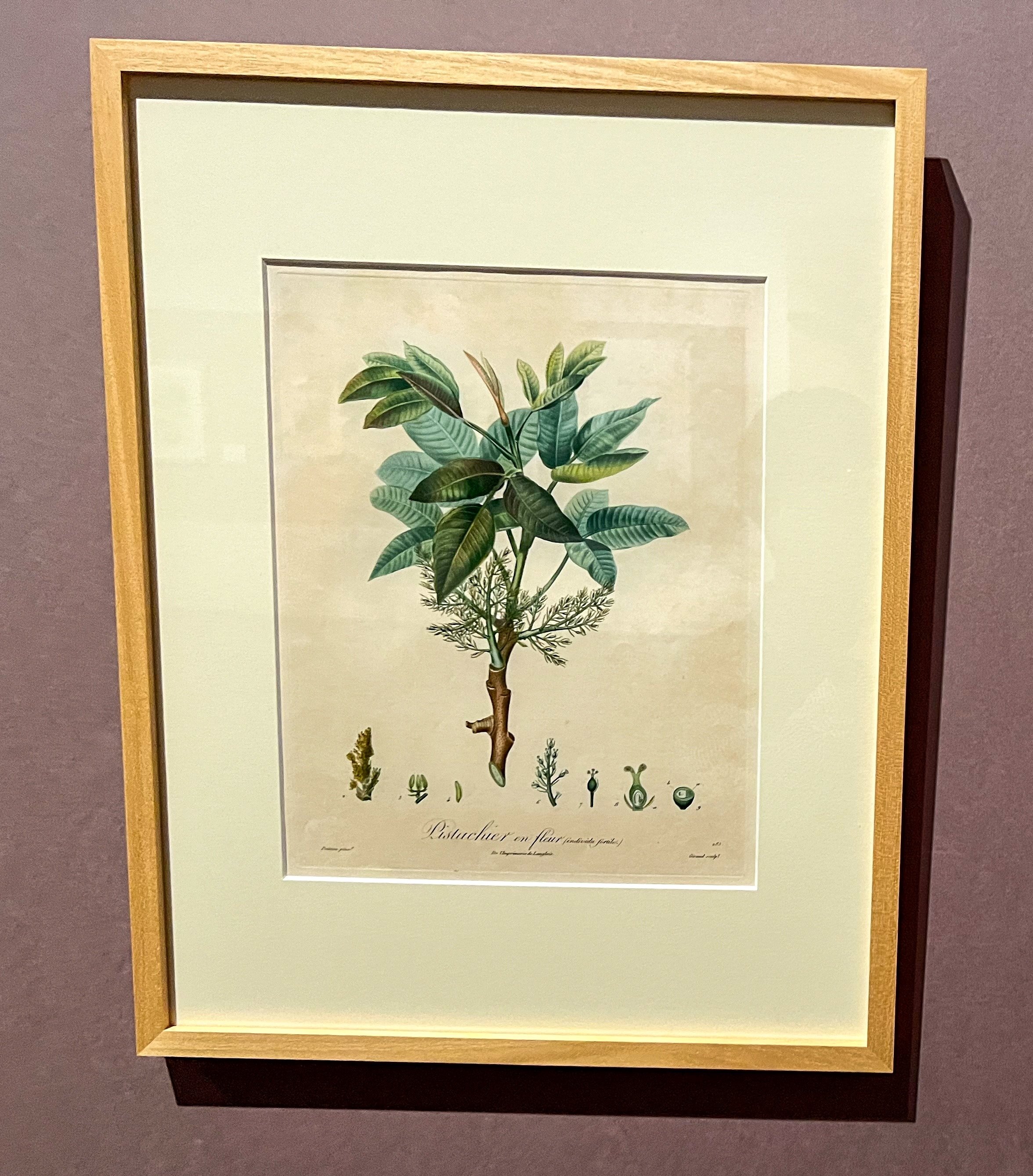 ★イギリス　ボタニカルアート　④ イギリス ボタニカルアート/植物画 Hypericum calyeinum
