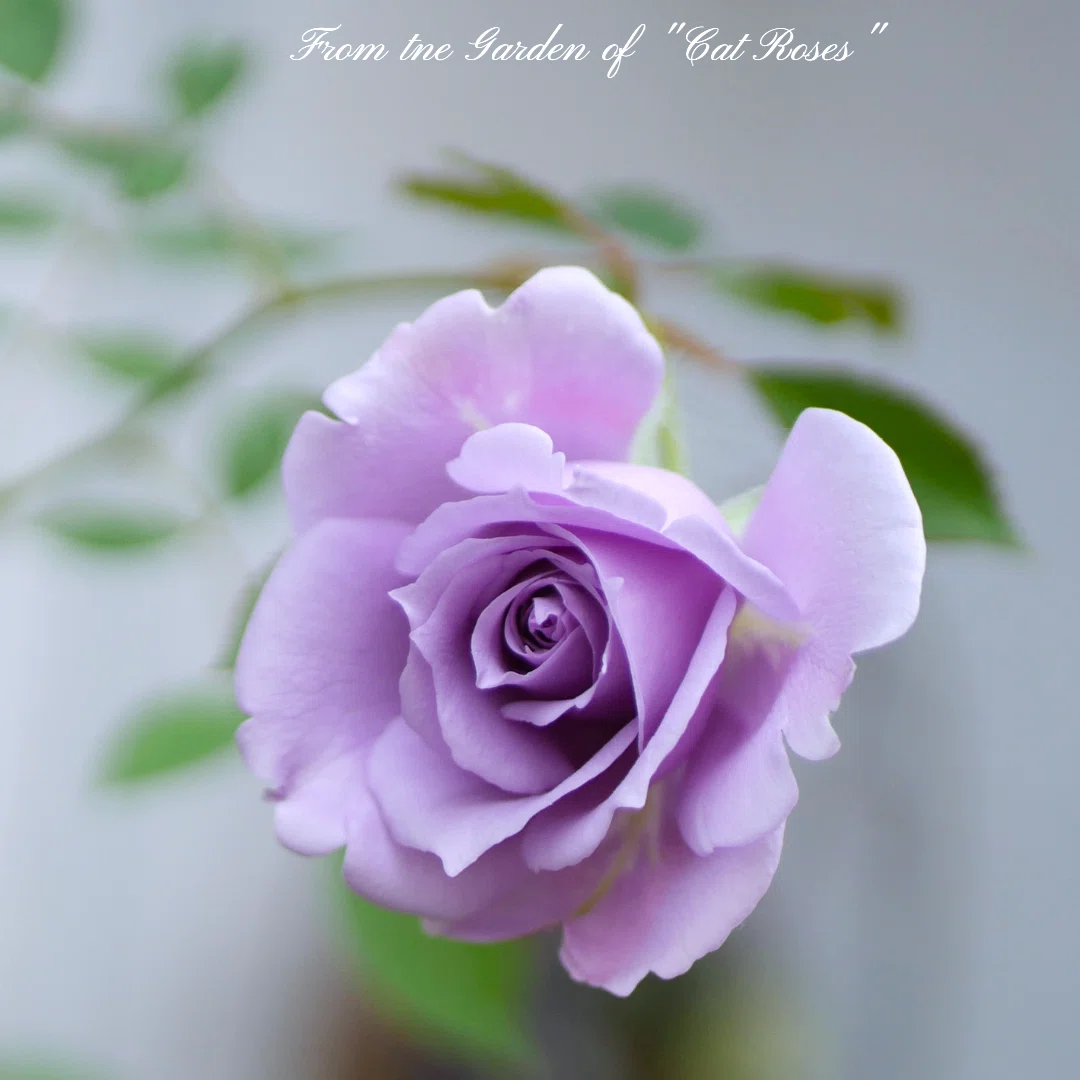 薔薇とクレマチス｜Cat rose 「ガーデニングブログ Cat Roseの庭より」