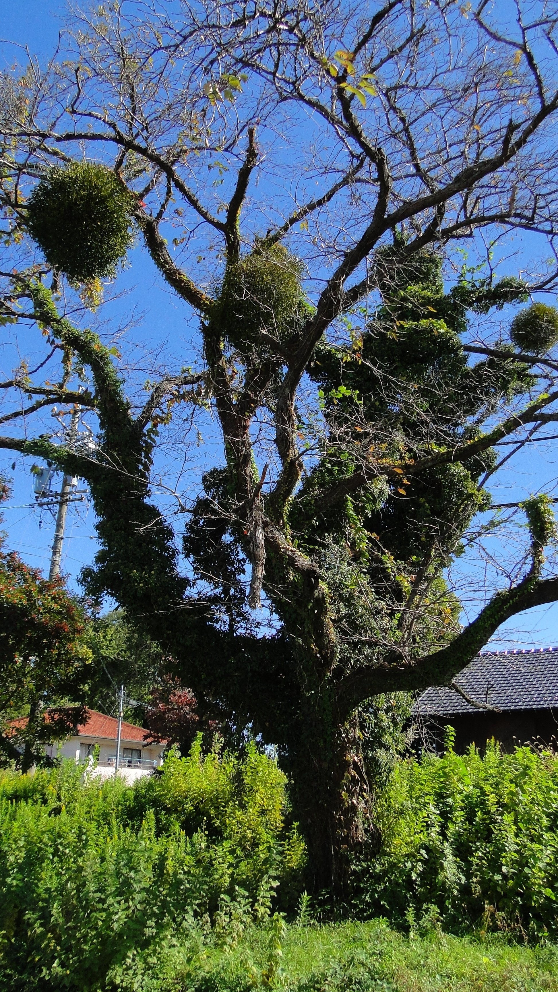 ぶら下がる緑の玉ヤドリギ｜HRSD-note