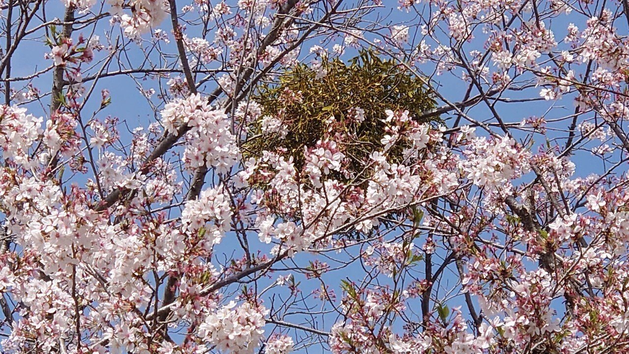 ぶら下がる緑の玉ヤドリギ｜HRSD-note