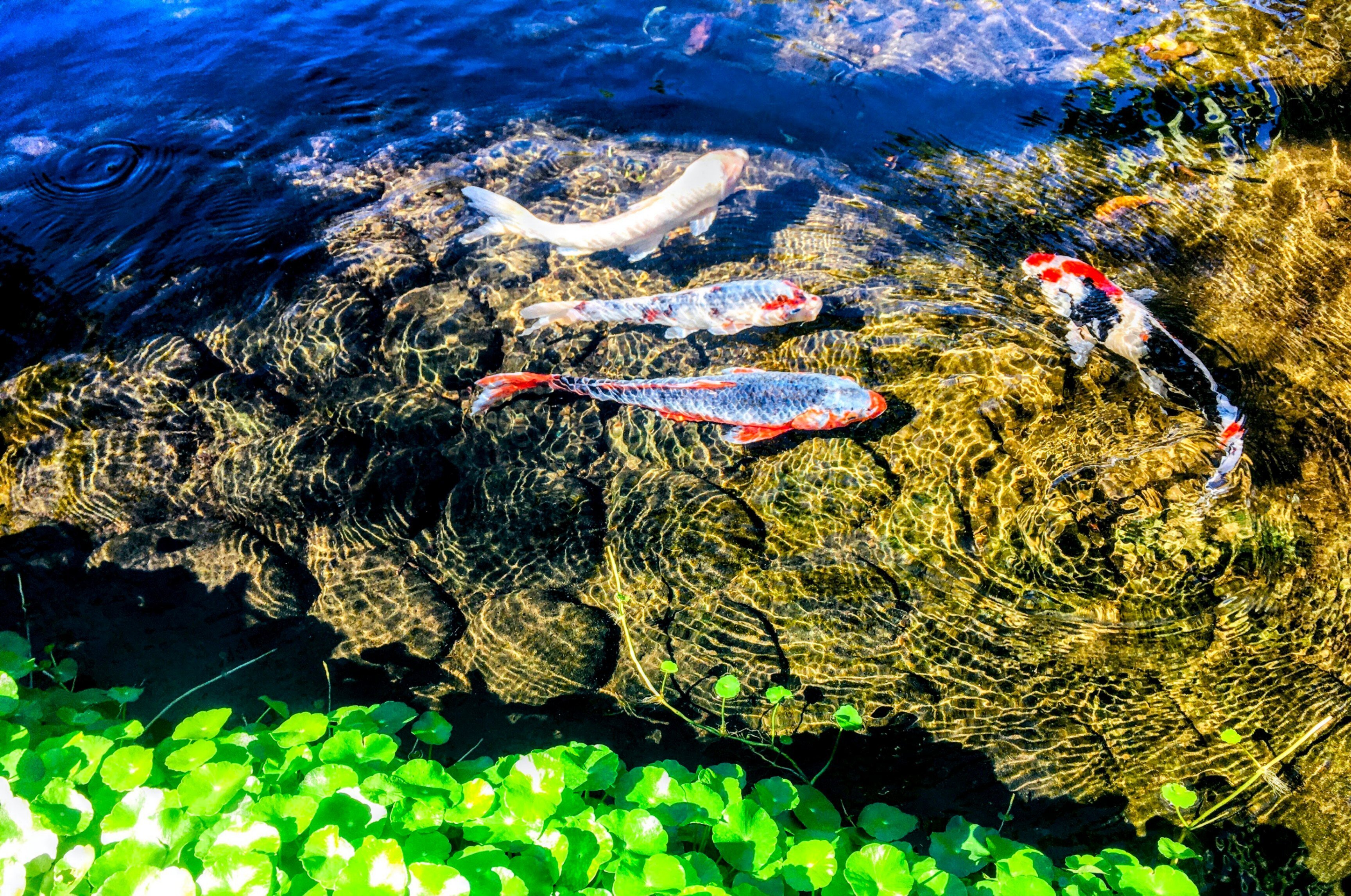 神秘的な鯉の写真 【写真7枚】｜晴れ旅