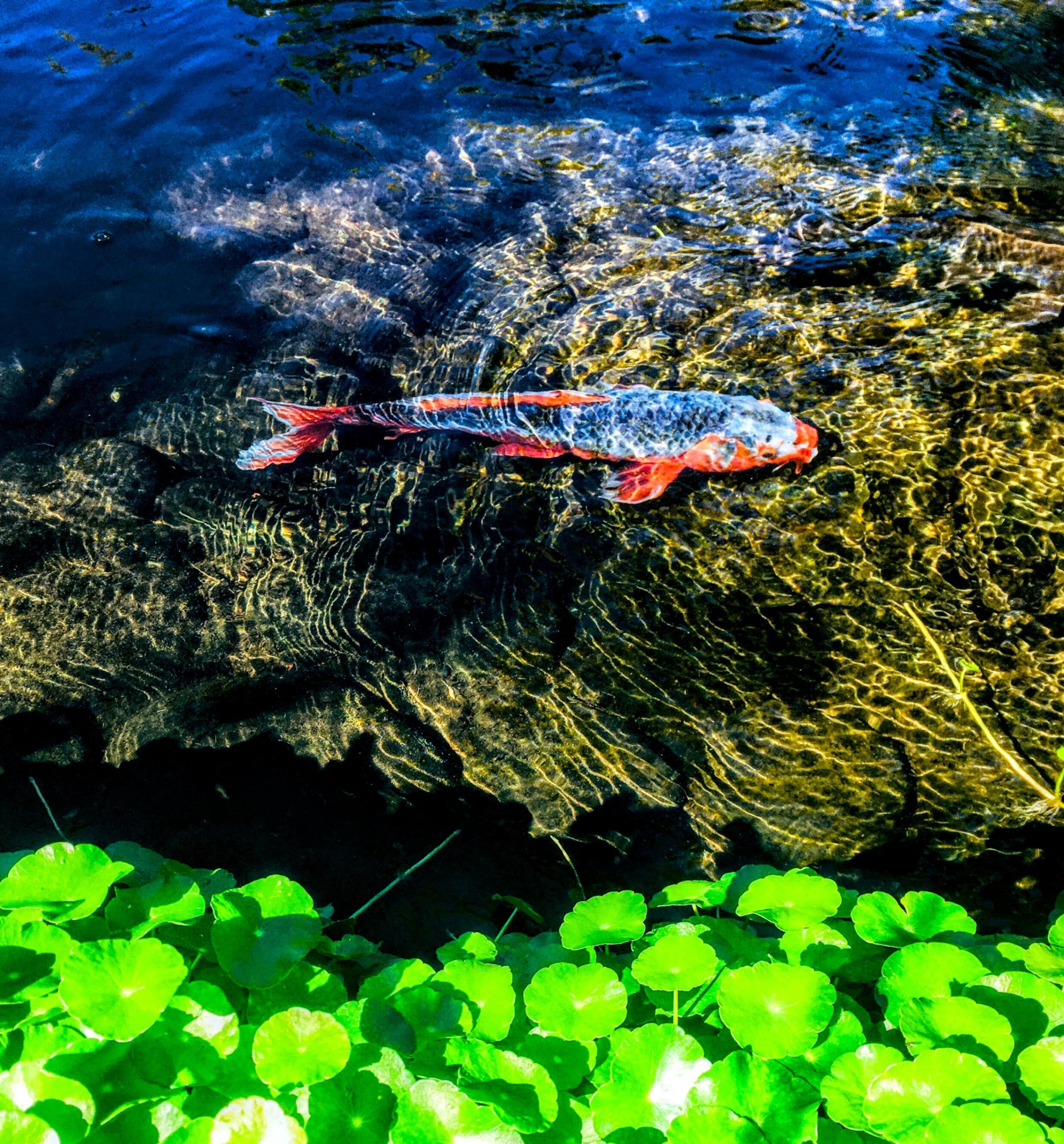 素晴らしい　緑の水中を泳ぐ鯉の美しい日本画 大山忠作が木版画で制作した鯉の和の絵「緑映」を通販で販売