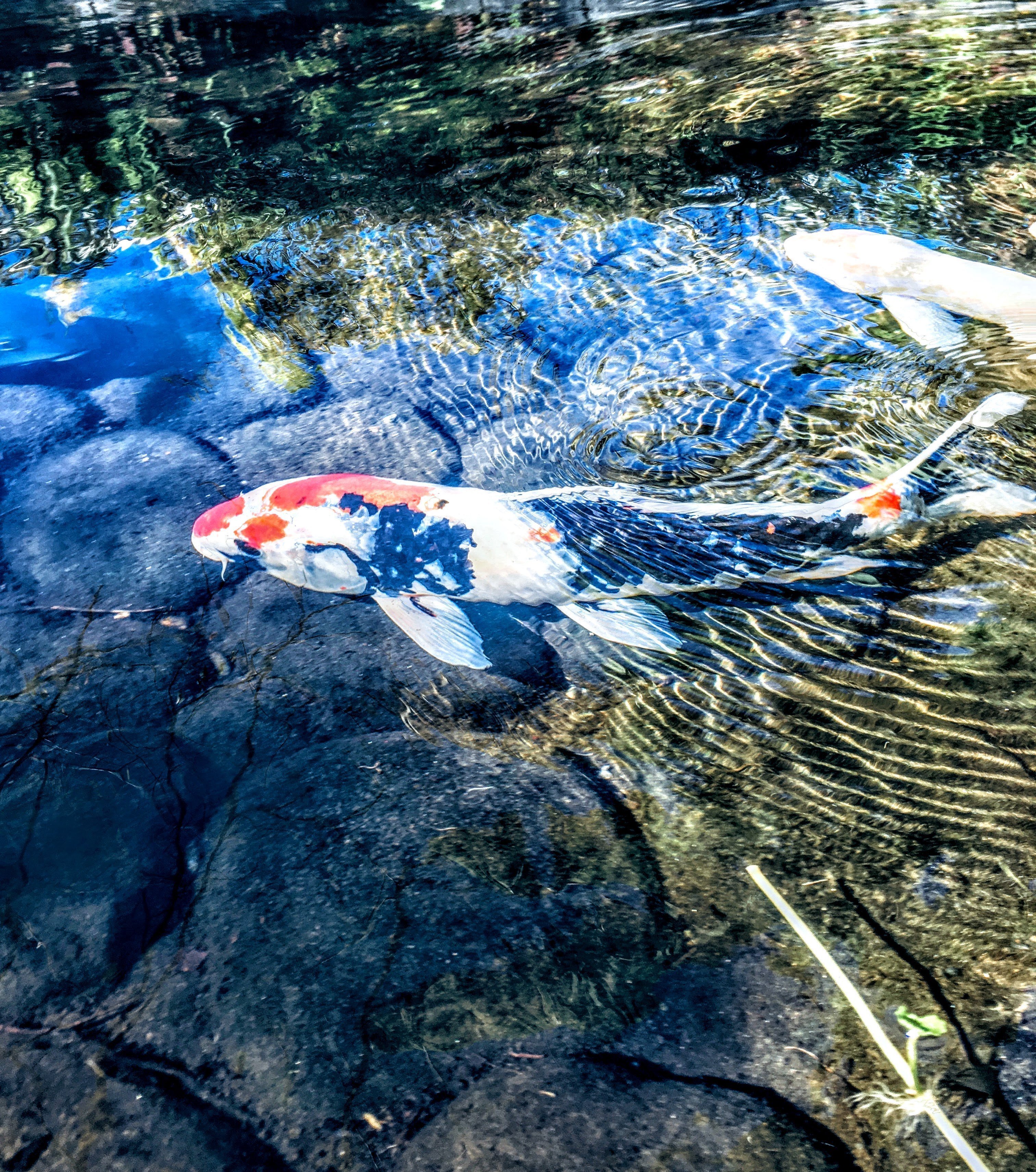 神秘的な鯉の写真 【写真7枚】｜晴れ旅