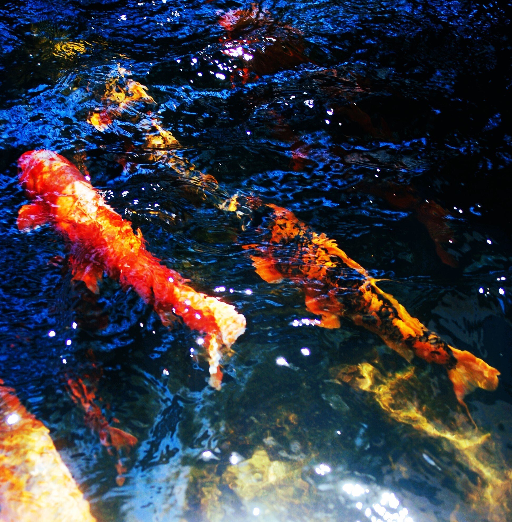 神秘的な鯉の写真 【写真7枚】｜晴れ旅