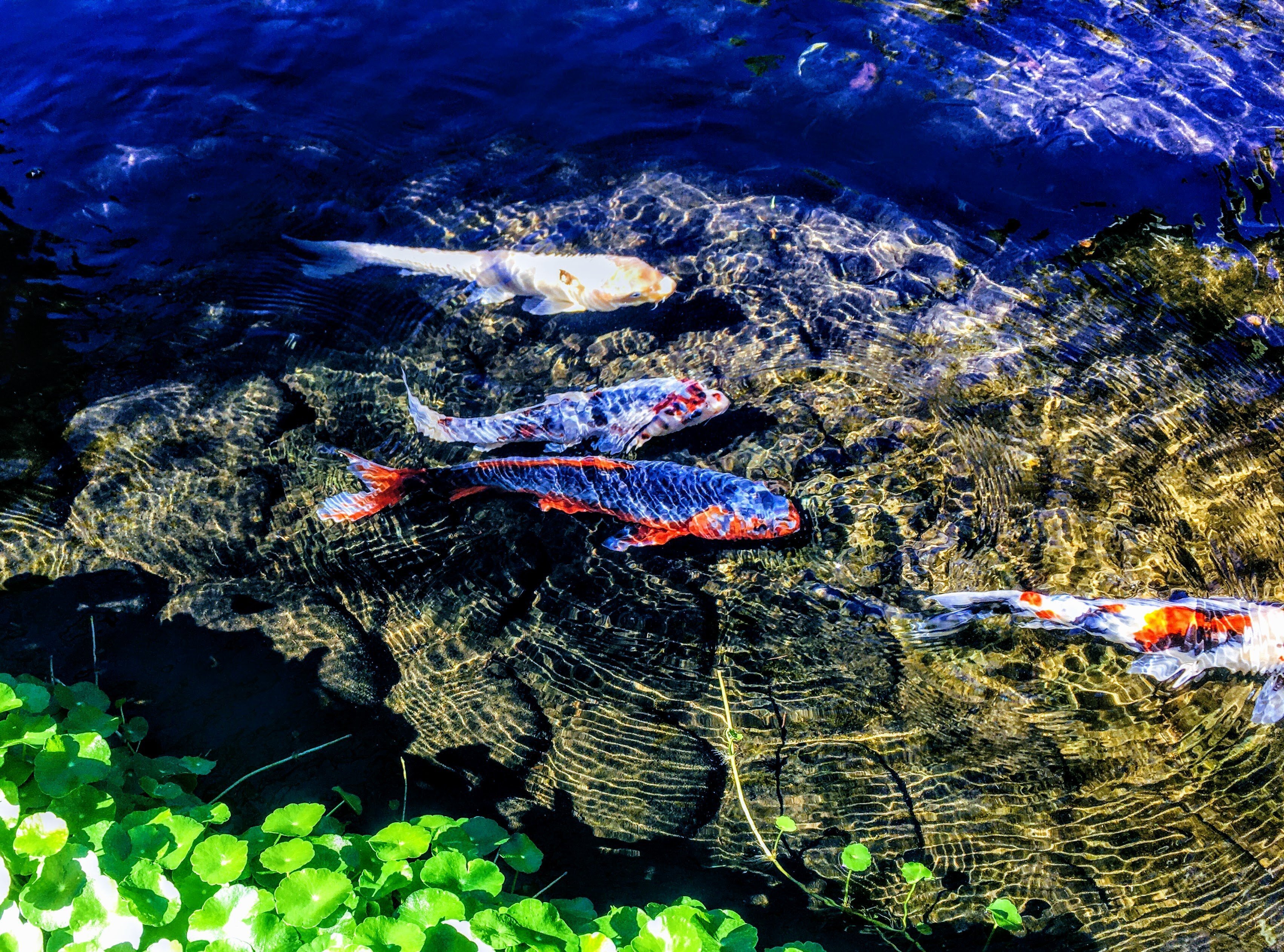 神秘的な鯉の写真 【写真7枚】｜晴れ旅