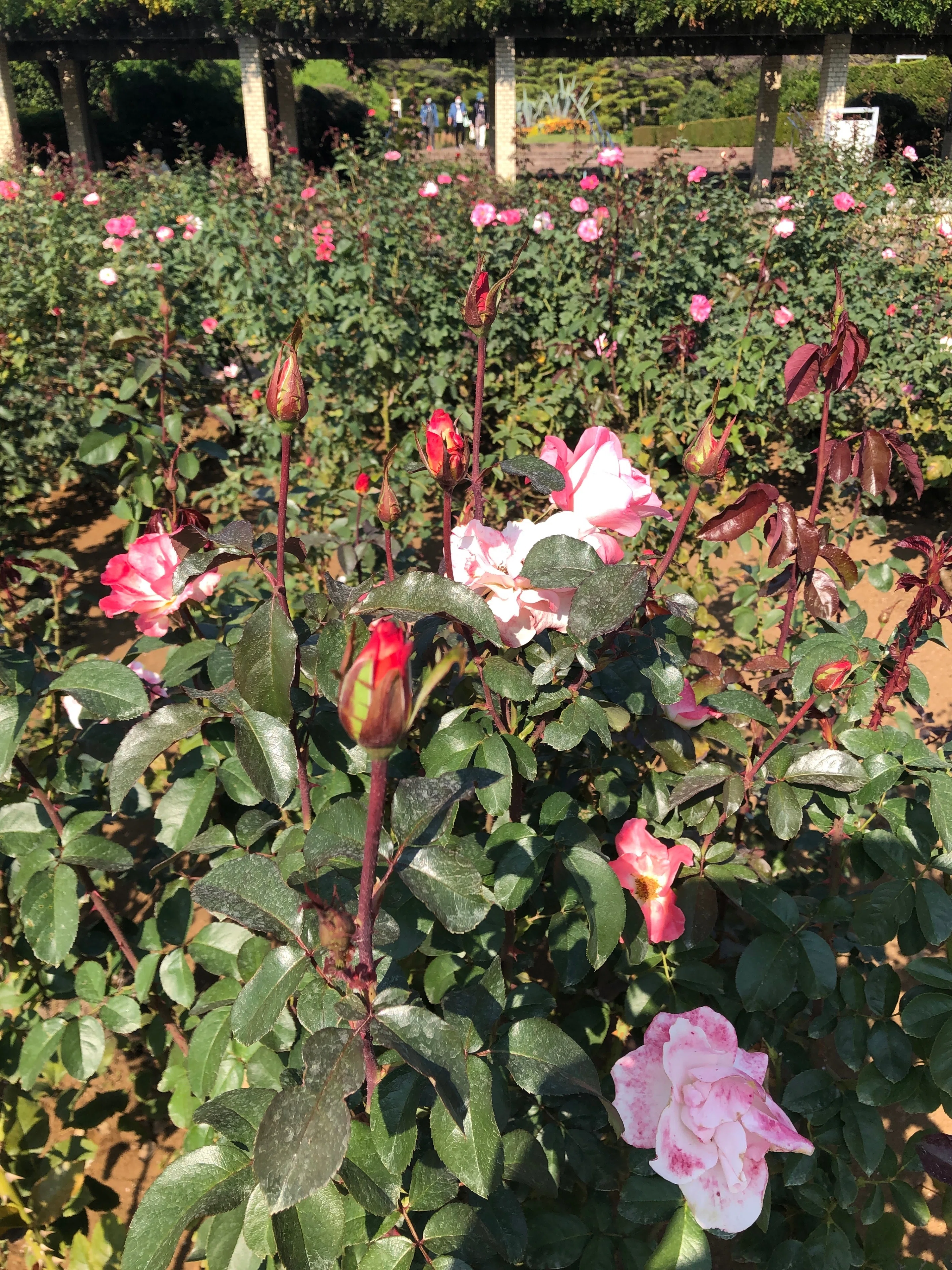 神代植物公園のバラ 名前が面白い｜（花鳥風月）ikesan