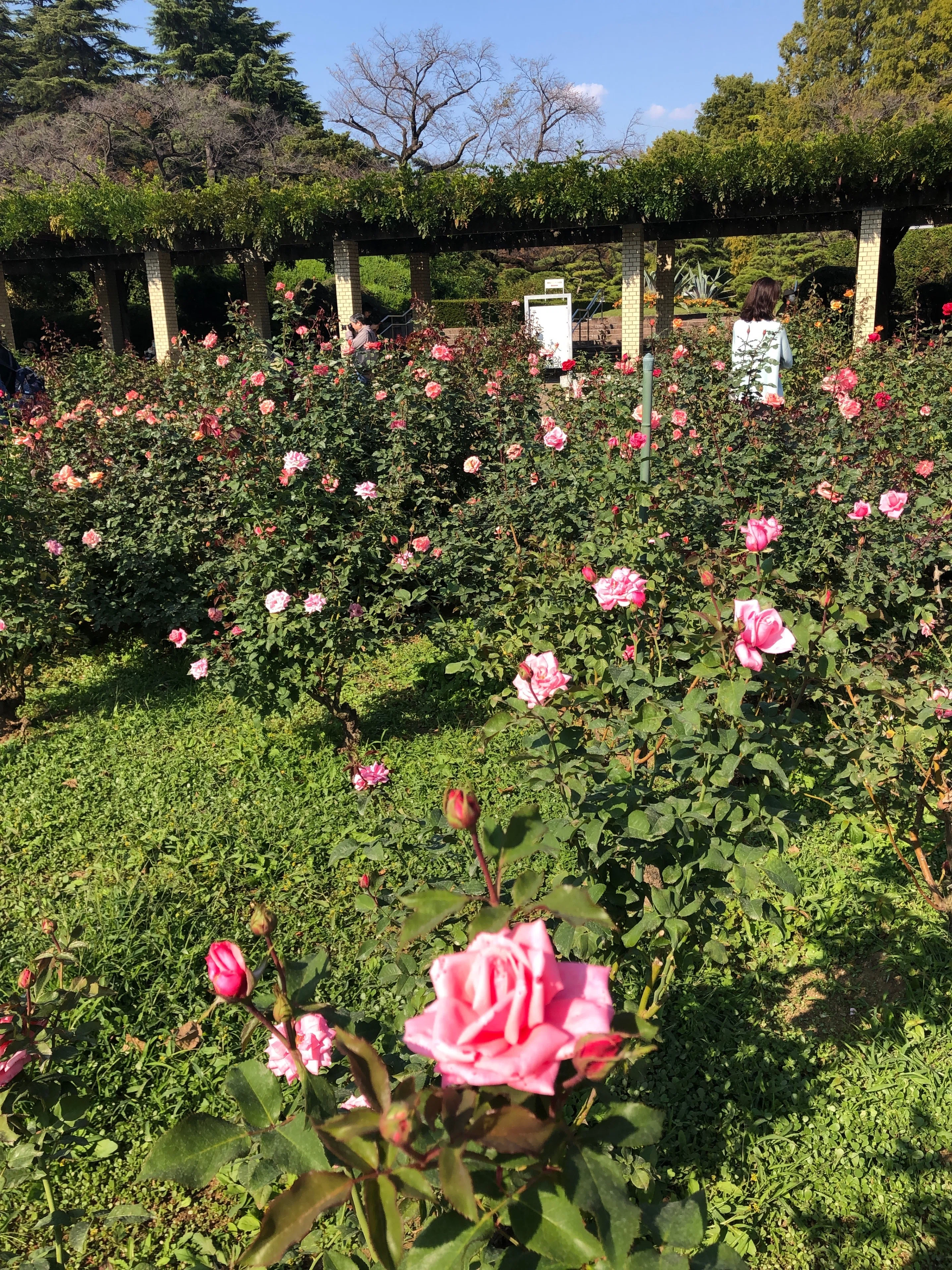 神代植物公園のバラ 名前が面白い｜（花鳥風月）ikesan